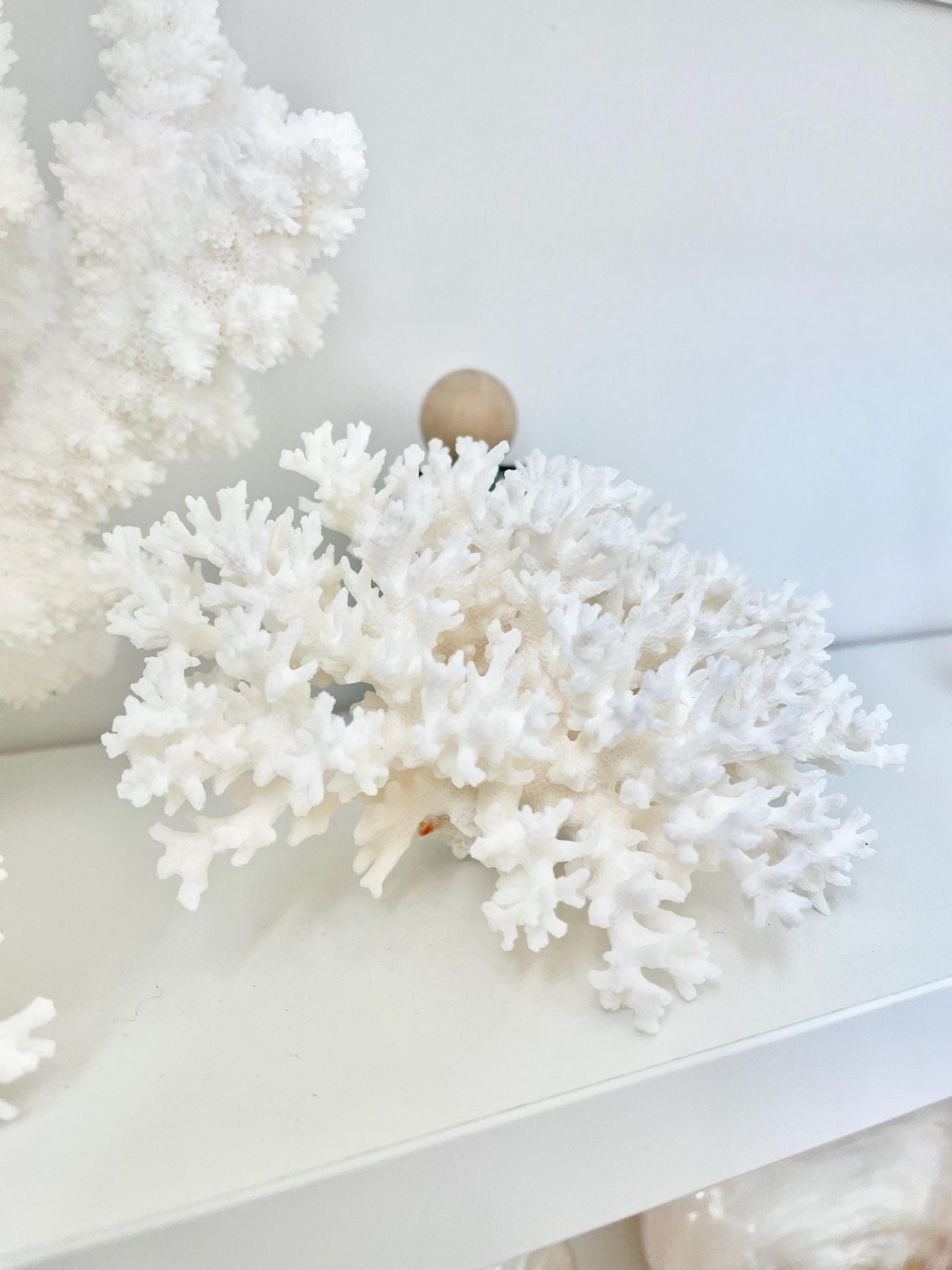 100% Natural 3-8" You Choose Size- Genuine Sea White LACE CORAL Ocean Reef Aquarium Coastal Beach Ocean Décor Nautical Seashells Shells
