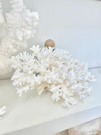 LACE Coral White *All Sizes* Authentic Natural Real Sea Fossil Coastal Décor