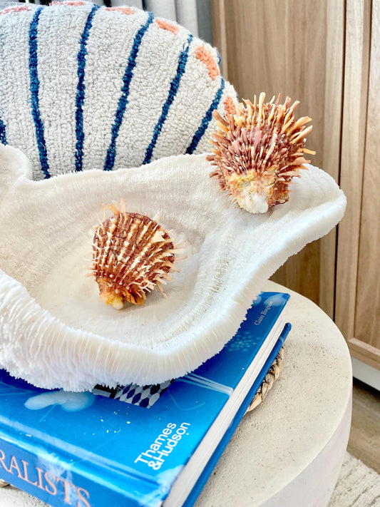 PACIFIC SPINY OYSTER Dark Orange Shell *All Sizes* Natural Full Paired Display Seashell Coastal Beach Home Décor Spondylus