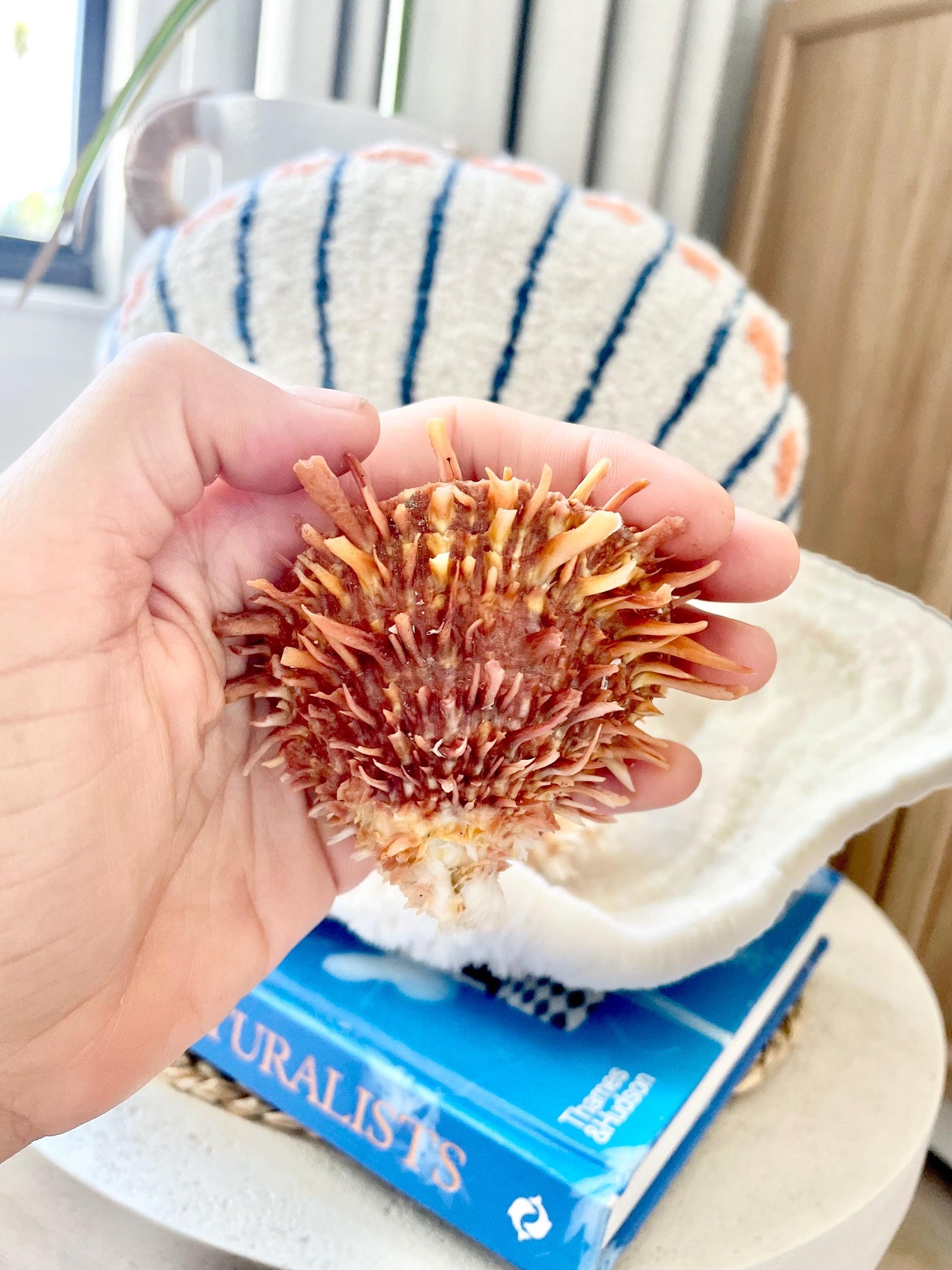 100% Natural Dark Orange White Pacific Spiny Oyster Pair -YOU CHOOSE SIZE- Seashell Beach Home Décor Ocean Life Spondylus Specimen Craft Art