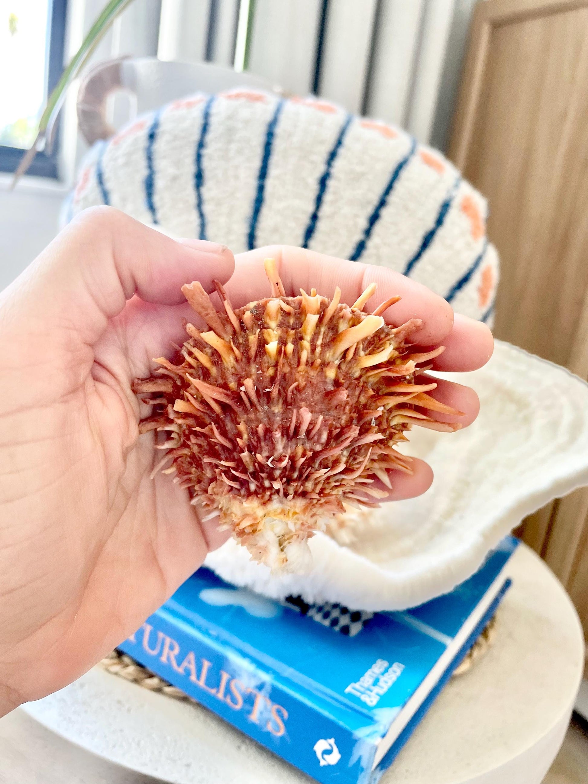 100% Natural Dark Orange White Pacific Spiny Oyster Pair -YOU CHOOSE SIZE- Seashell Beach Home Décor Ocean Life Spondylus Specimen Craft Art