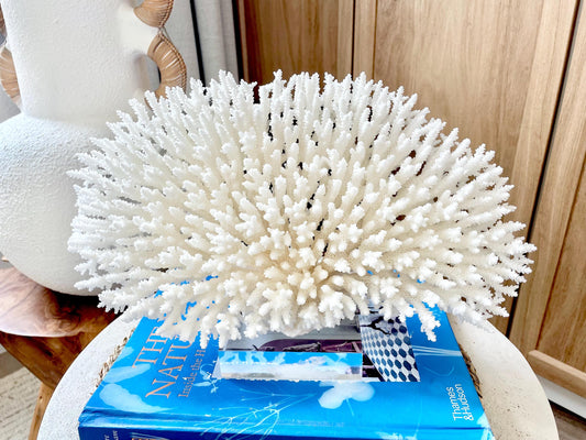 Mounted 13" Genuine TABLE CORAL Specimen Sculpture Clear Lucite Display Base Decorative Coastal Beach Home Décor Gift Wedding White