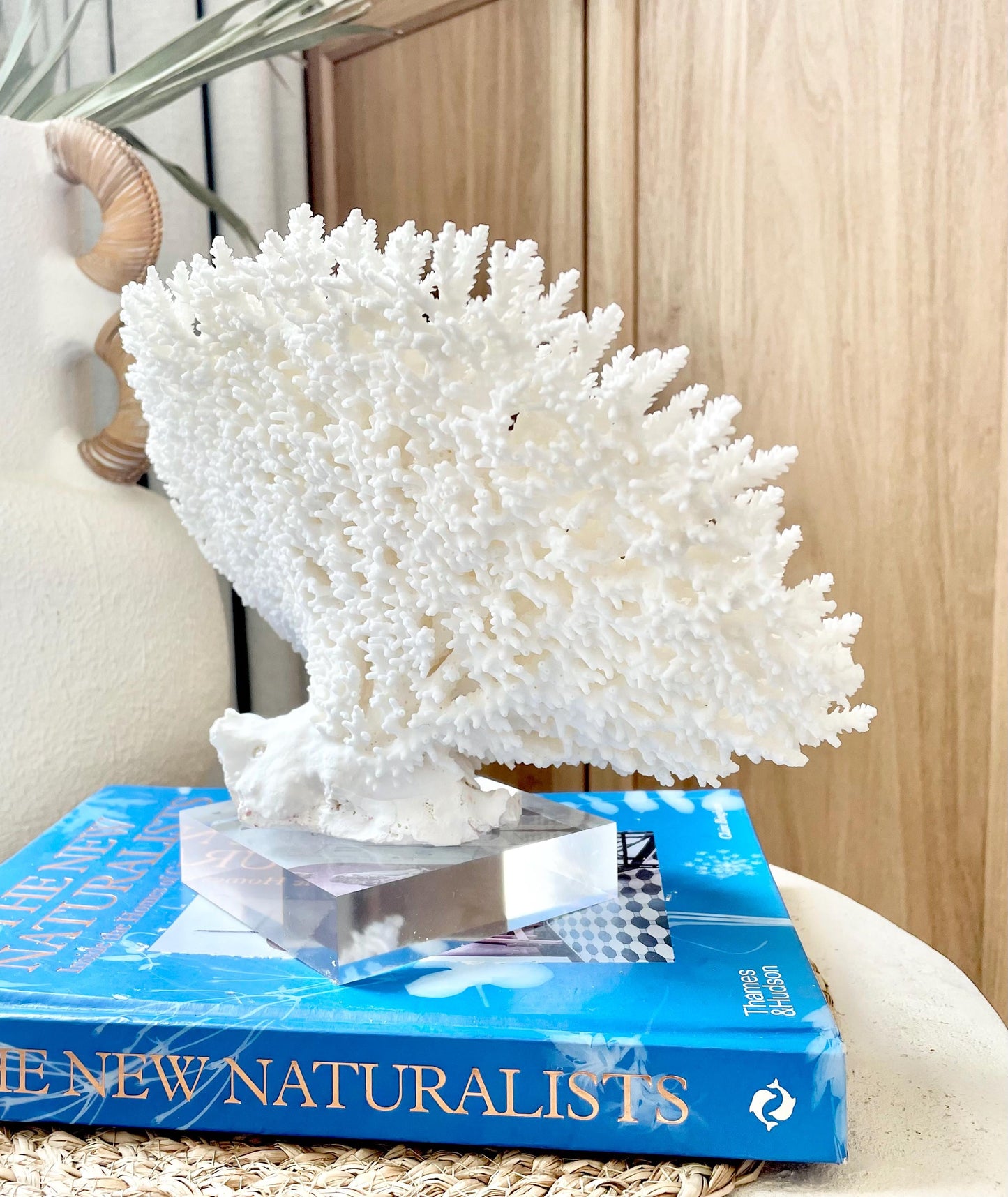 Mounted 13" Genuine TABLE CORAL Specimen Sculpture Clear Lucite Display Base Decorative Coastal Beach Home Décor Gift Wedding White