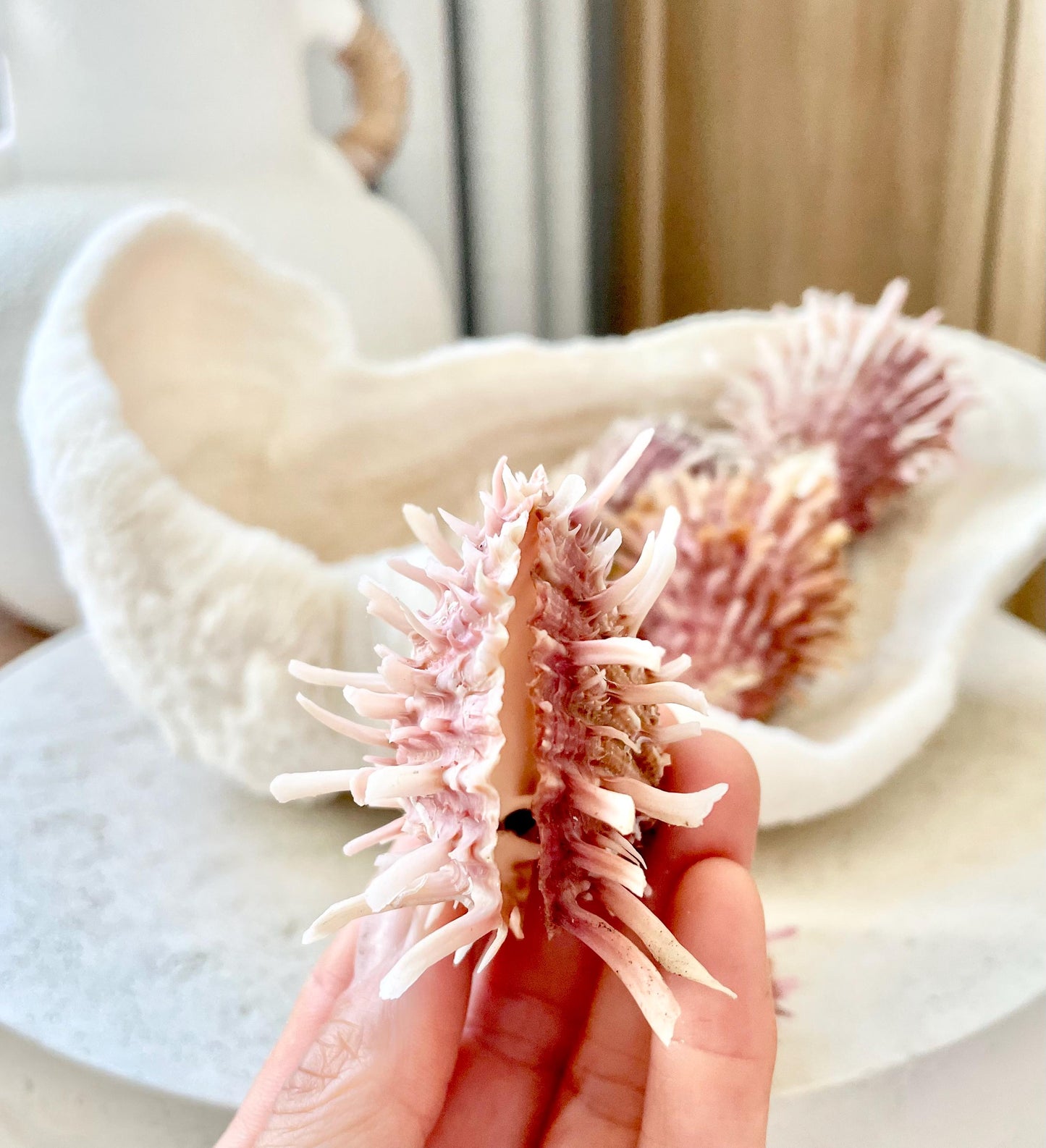 PACIFIC SPINY OYSTER Pink White Shell *All Sizes* Natural Full Paired Display Seashell Coastal Beach Home Décor Spondylus