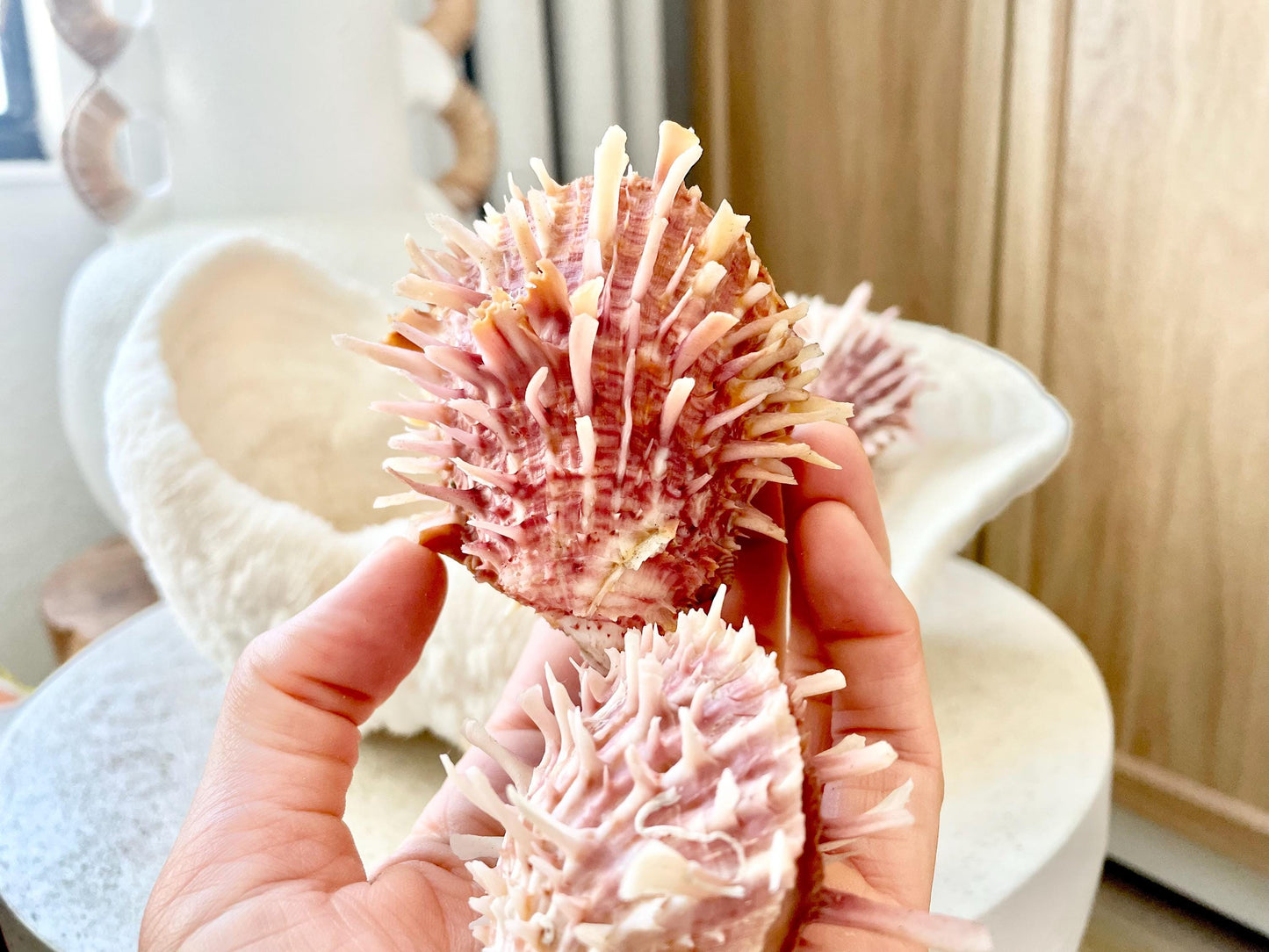 PACIFIC SPINY OYSTER Pink White Shell *All Sizes* Natural Full Paired Display Seashell Coastal Beach Home Décor Spondylus