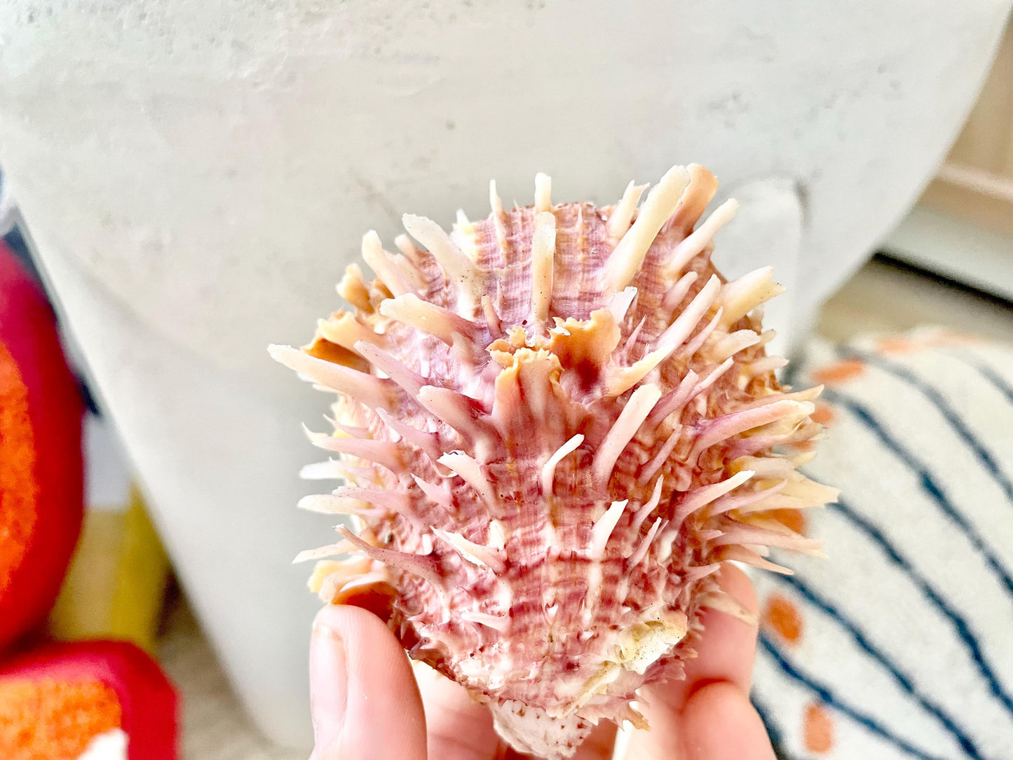 PACIFIC SPINY OYSTER Pink White Shell *All Sizes* Natural Full Paired Display Seashell Coastal Beach Home Décor Spondylus