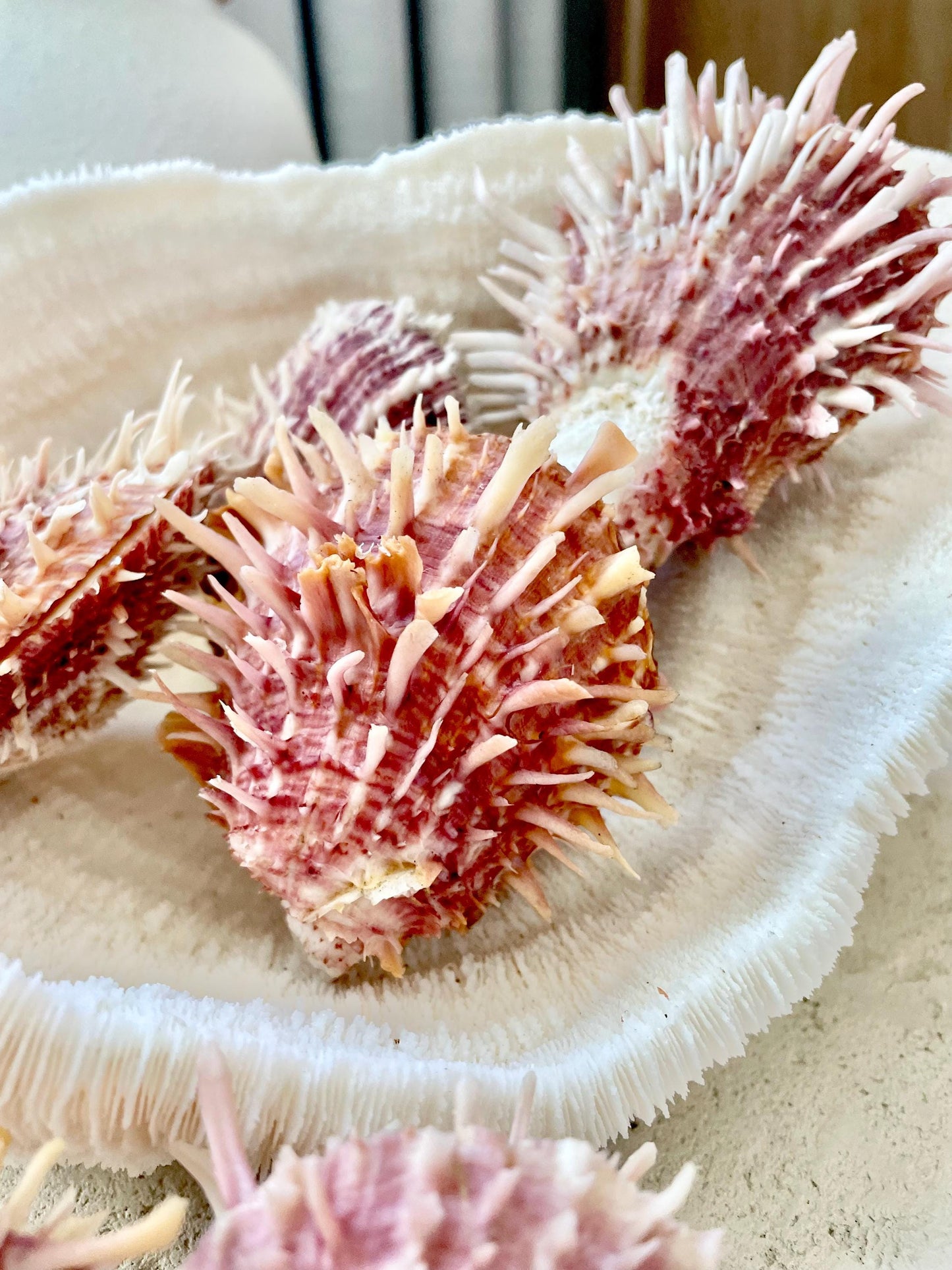 PACIFIC SPINY OYSTER Pink White Shell *All Sizes* Natural Full Paired Display Seashell Coastal Beach Home Décor Spondylus