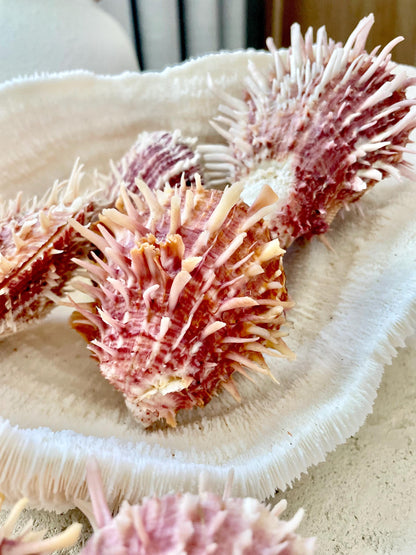 PACIFIC SPINY OYSTER Pink White Shell *All Sizes* Natural Full Paired Display Seashell Coastal Beach Home Décor Spondylus