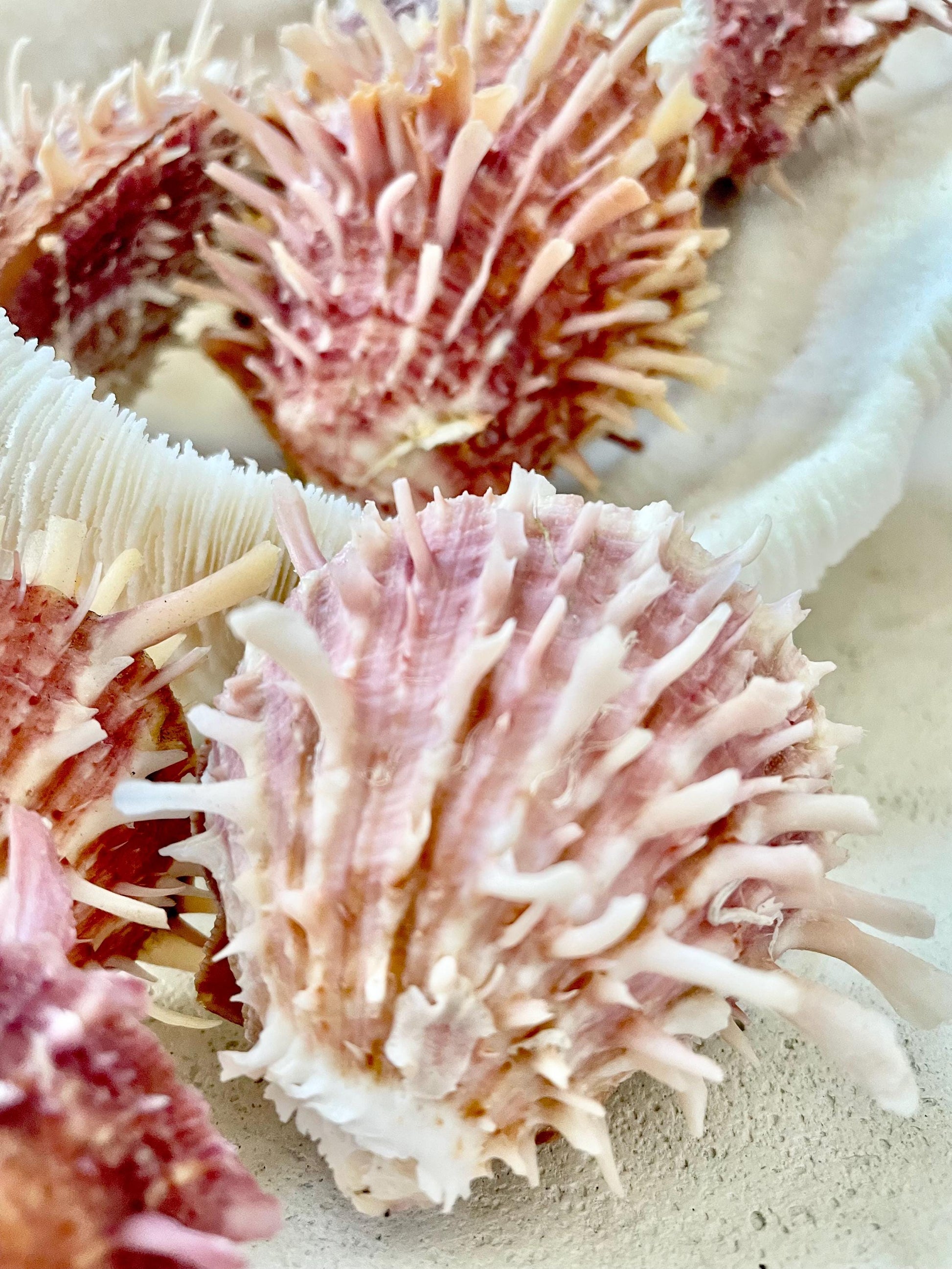 PACIFIC SPINY OYSTER Pink White Shell *All Sizes* Natural Full Paired Display Seashell Coastal Beach Home Décor Spondylus