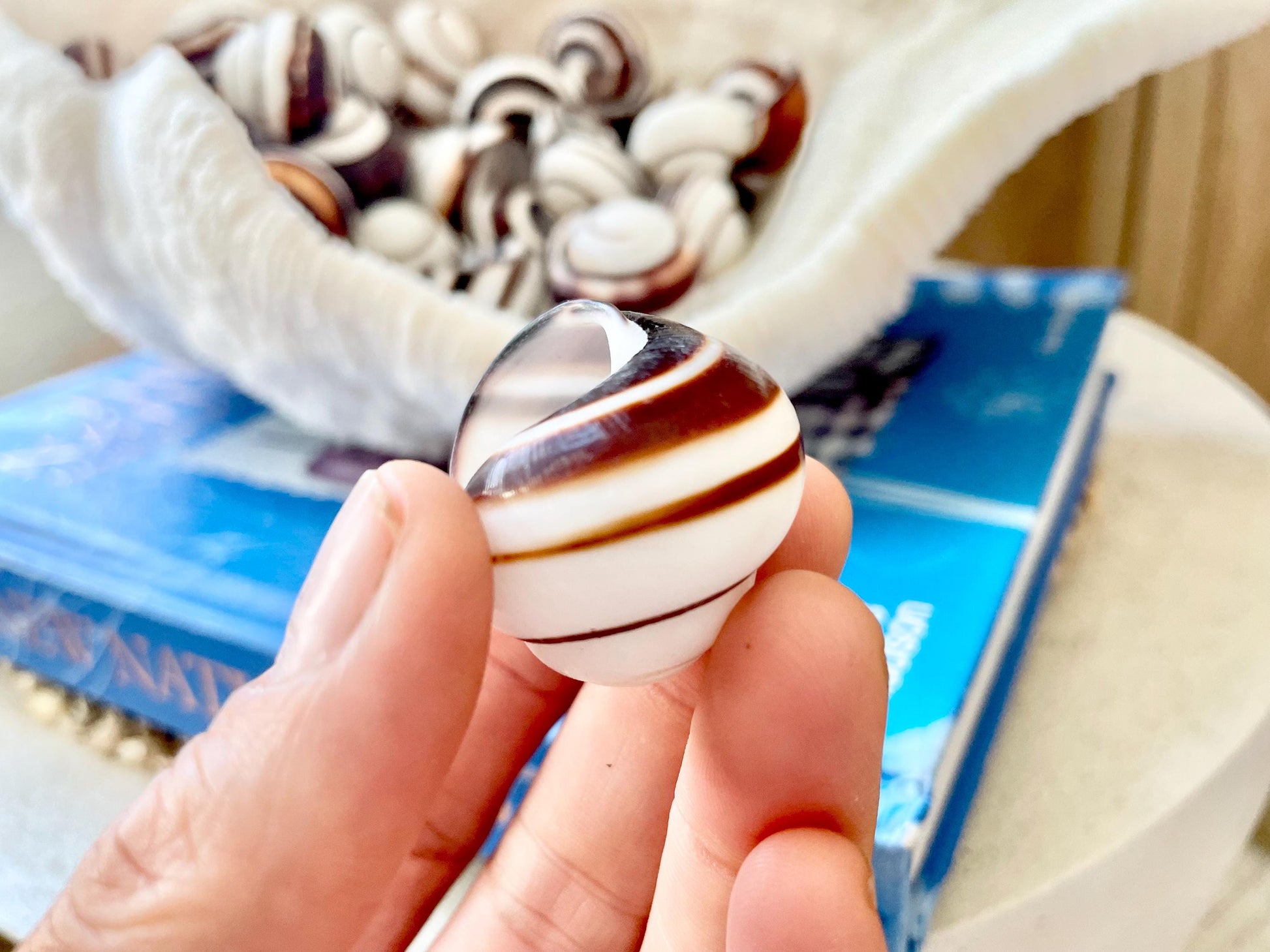 STRIPED LAND SNAIL Shells *You Choose Quantity* Natural White W/ Brown Stripe 1.25" Small Craft Seashells Helicostya Roissya Coastal Beach