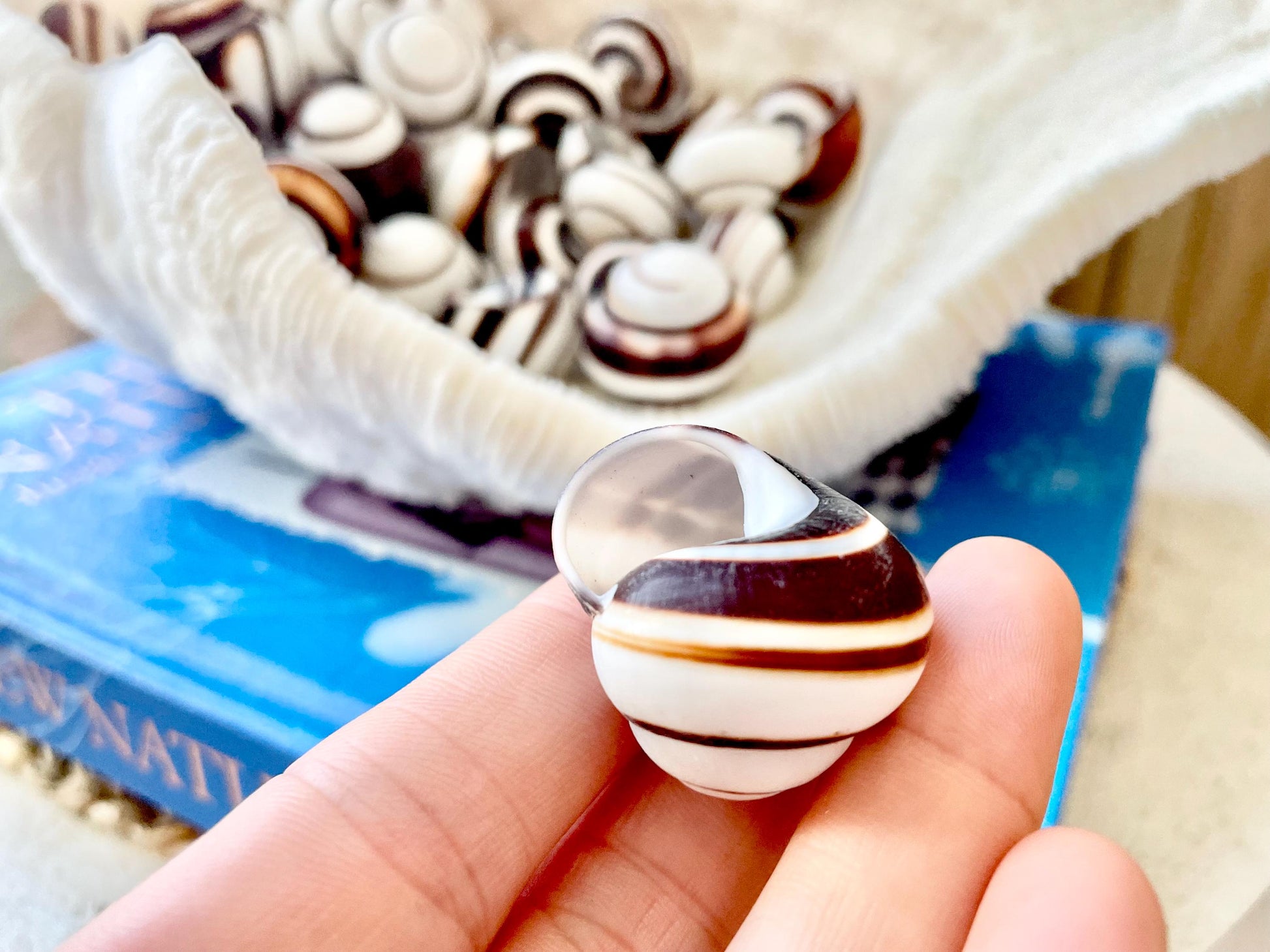 STRIPED LAND SNAIL Shells *You Choose Quantity* Natural White W/ Brown Stripe 1.25" Small Craft Seashells Helicostya Roissya Coastal Beach