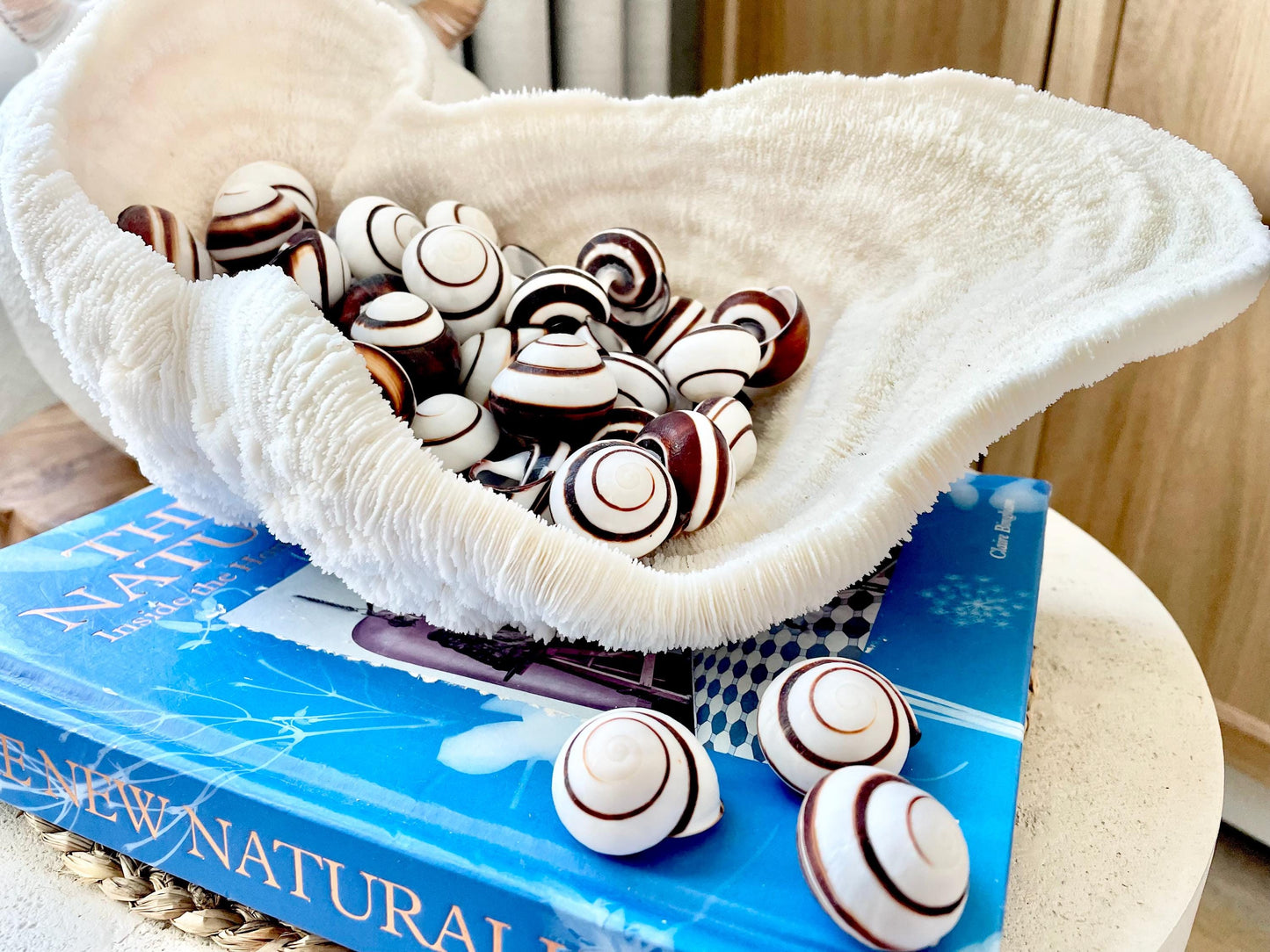 STRIPED LAND SNAIL Shells *You Choose Quantity* Natural White W/ Brown Stripe 1.25" Small Craft Seashells Helicostya Roissya Coastal Beach