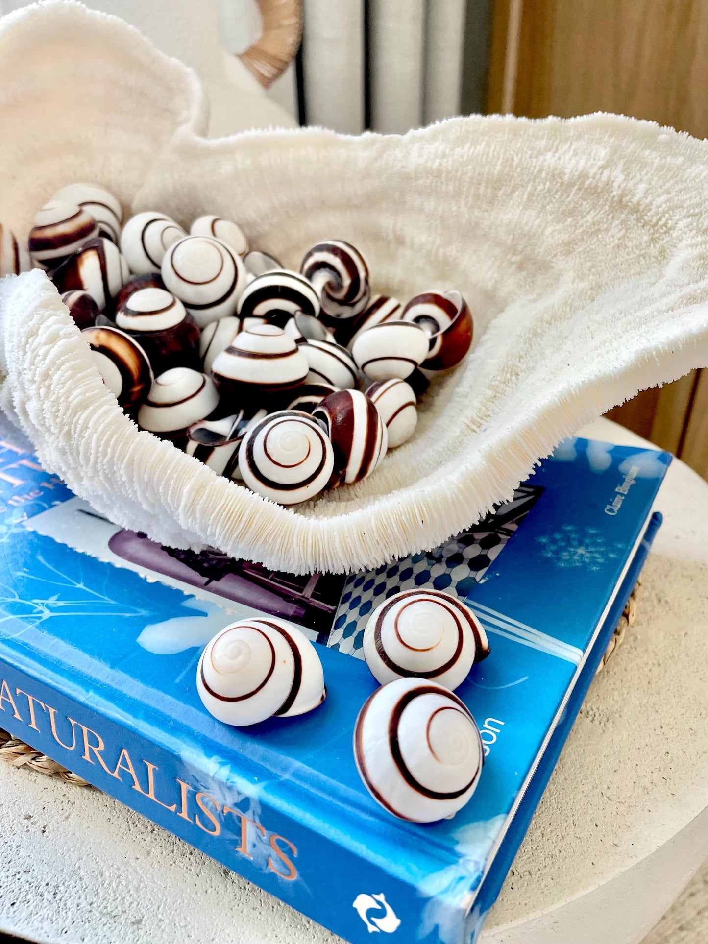 STRIPED LAND SNAIL Shells *You Choose Quantity* Natural White W/ Brown Stripe 1.25" Small Craft Seashells Helicostya Roissya Coastal Beach