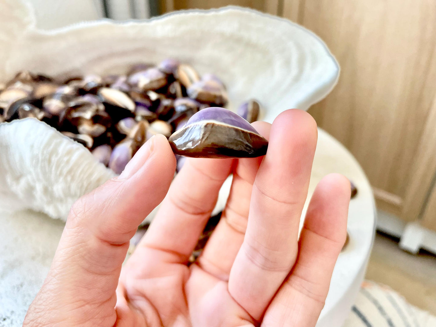 SNAKEHEAD TOP COWRIE Shells *You Choose Quantity* 1-1.25" Natural Purple Brown Glossy Shiny Small Craft Seashells Coastal Beach Home Décor