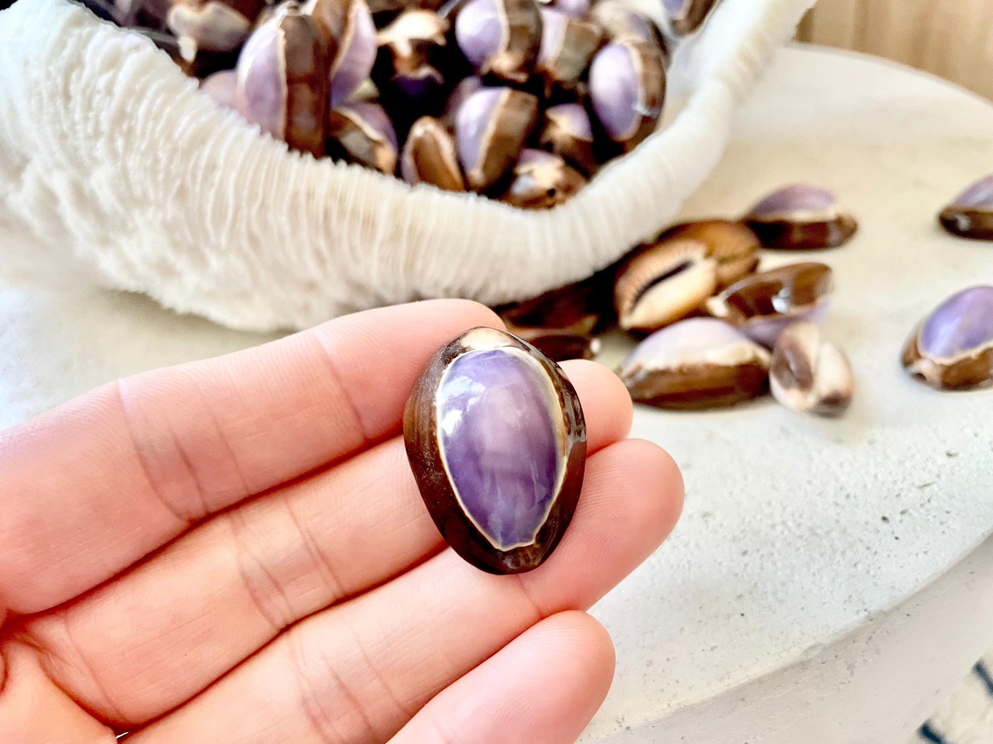 SNAKEHEAD TOP COWRIE Shells *You Choose Quantity* 1-1.25" Natural Purple Brown Glossy Shiny Small Craft Seashells Coastal Beach Home Décor