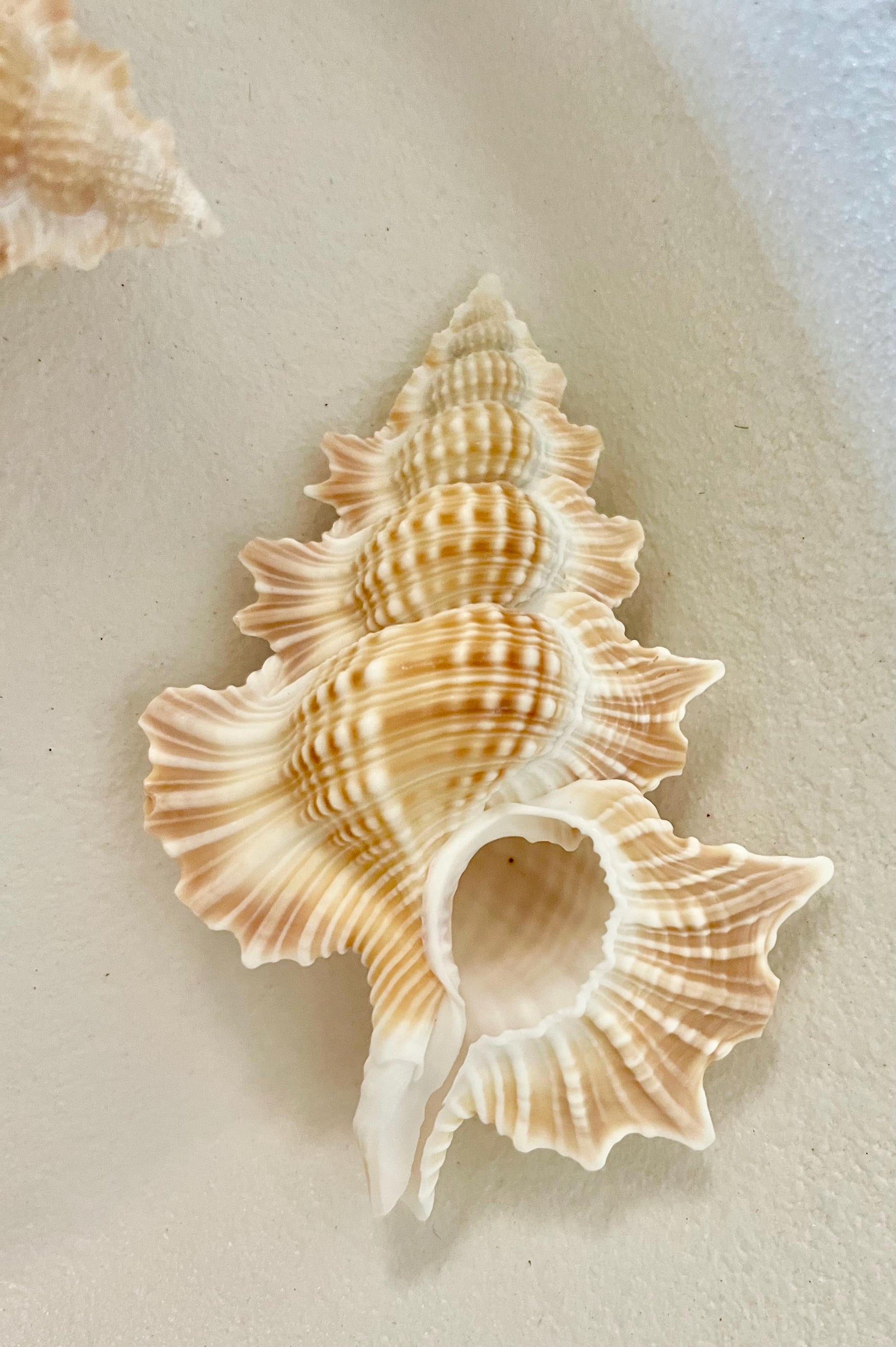 MAPLE LEAF SHELL *All Sizes* Natural Golden Brown White Small Craft Seashell Coastal Décor Beach Home Nautical Gift Biplex Gyrineum Perca