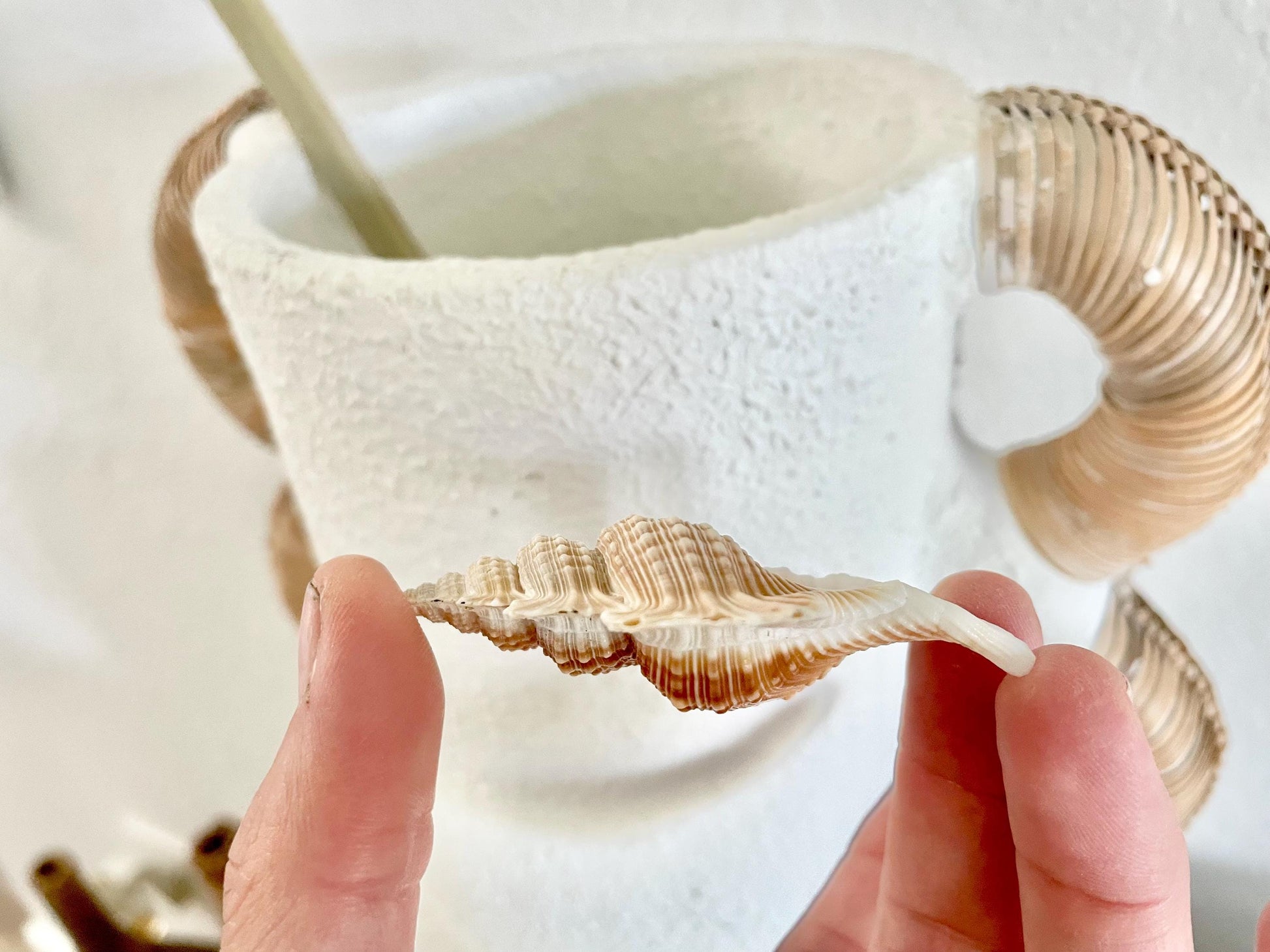 MAPLE LEAF SHELL *All Sizes* Natural Golden Brown White Small Craft Seashell Coastal Décor Beach Home Nautical Gift Biplex Gyrineum Perca