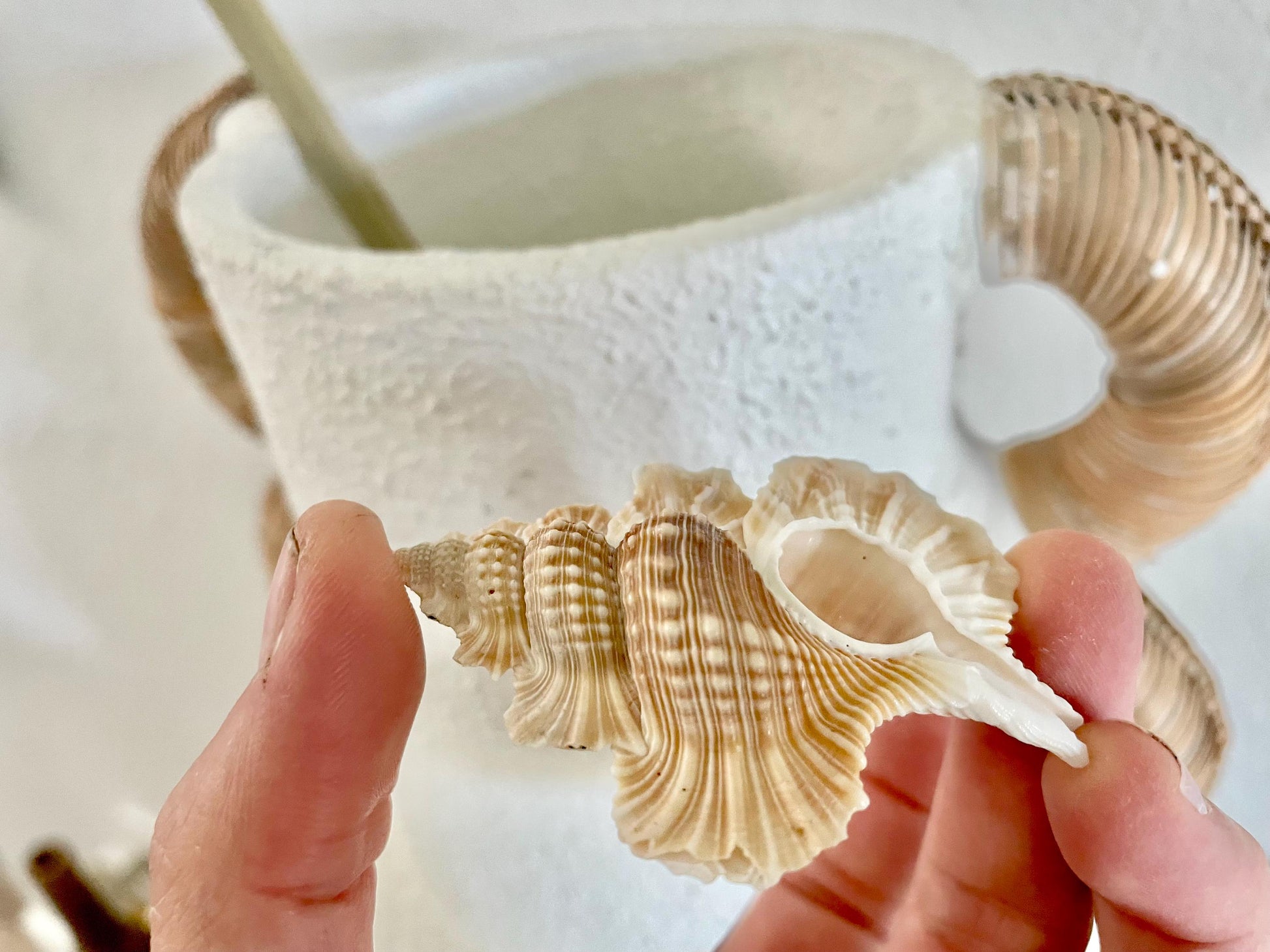 MAPLE LEAF SHELL *All Sizes* Natural Golden Brown White Small Craft Seashell Coastal Décor Beach Home Nautical Gift Biplex Gyrineum Perca