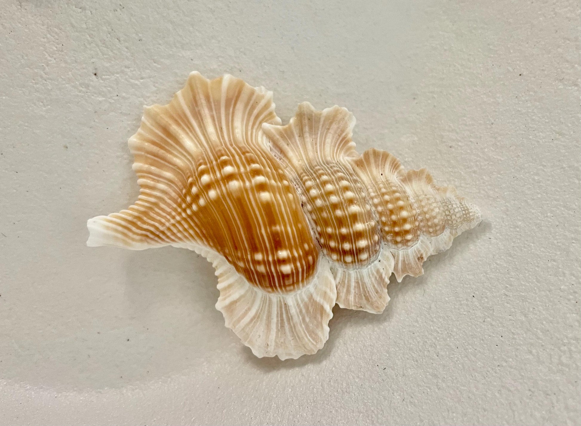 MAPLE LEAF SHELL *All Sizes* Natural Golden Brown White Small Craft Seashell Coastal Décor Beach Home Nautical Gift Biplex Gyrineum Perca