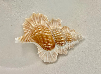 MAPLE LEAF SHELL *All Sizes* Natural Golden Brown White Small Craft Seashell Coastal Décor Beach Home Nautical Gift Biplex Gyrineum Perca