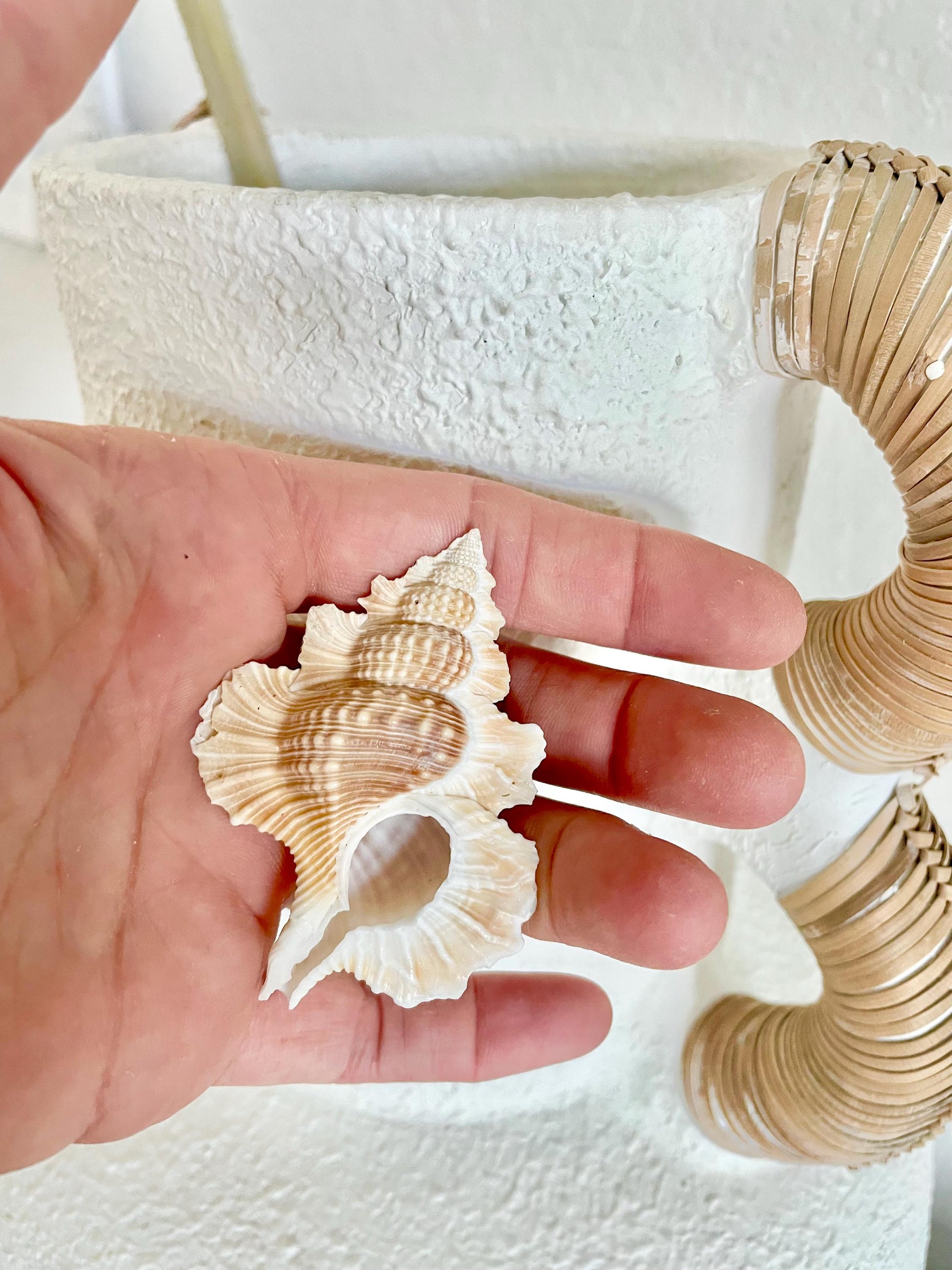 MAPLE LEAF SHELL *All Sizes* Natural Golden Brown White Small Craft Seashell Coastal Décor Beach Home Nautical Gift Biplex Gyrineum Perca