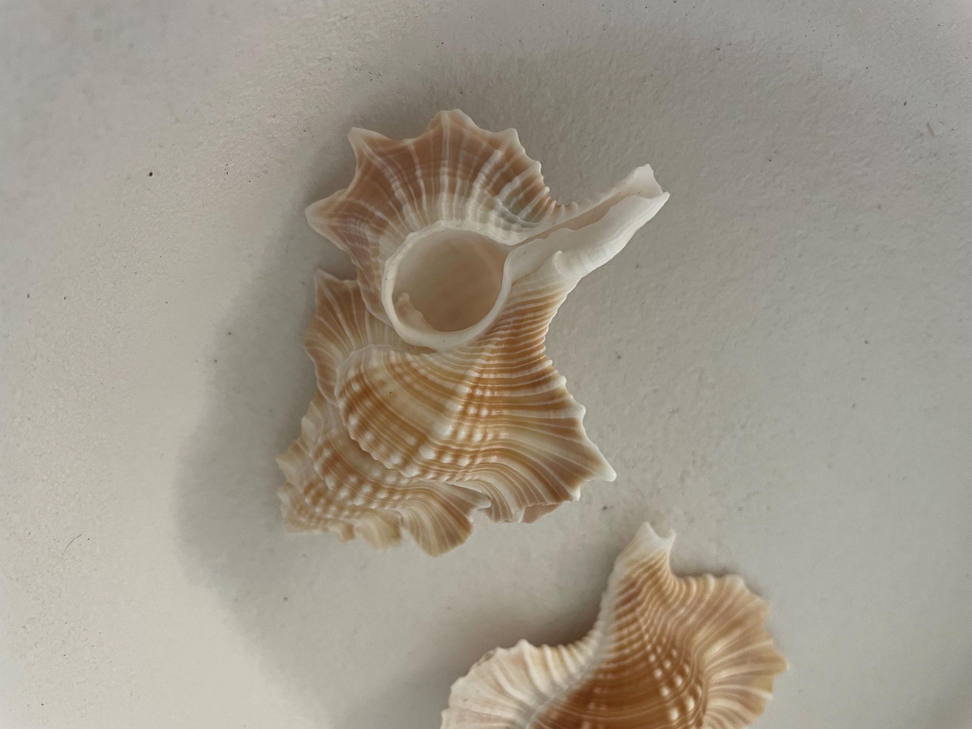 MAPLE LEAF SHELL 1-2" Golden Brown White Small Craft Seashell Coastal Décor