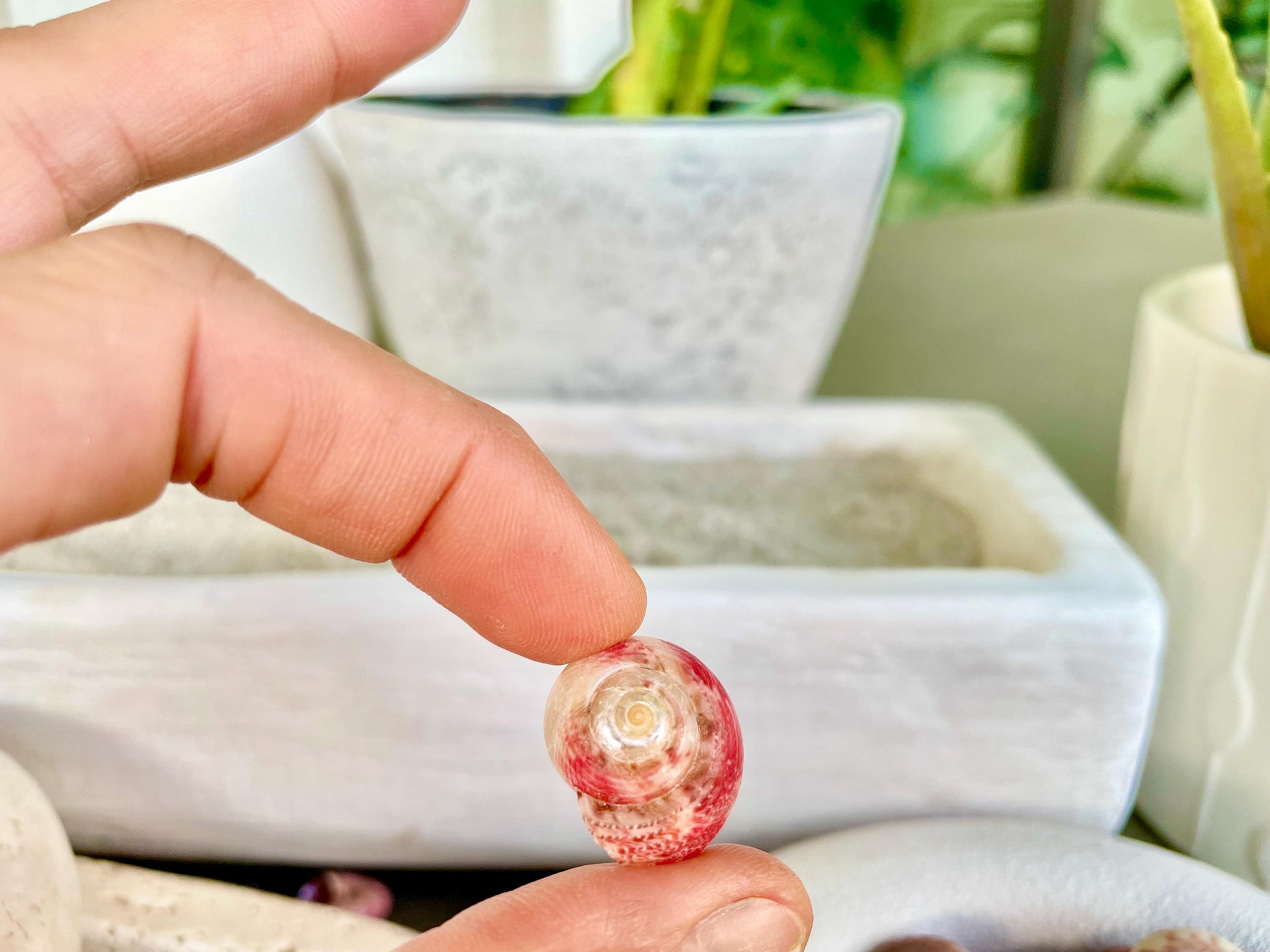 Premium Grade XL 1/2-3/4" Pink Pearl Umbonium Sea Shells Seashells Coastal Beach Home Décor Sailor Valentine Art Crafts Turbo Moon Shells