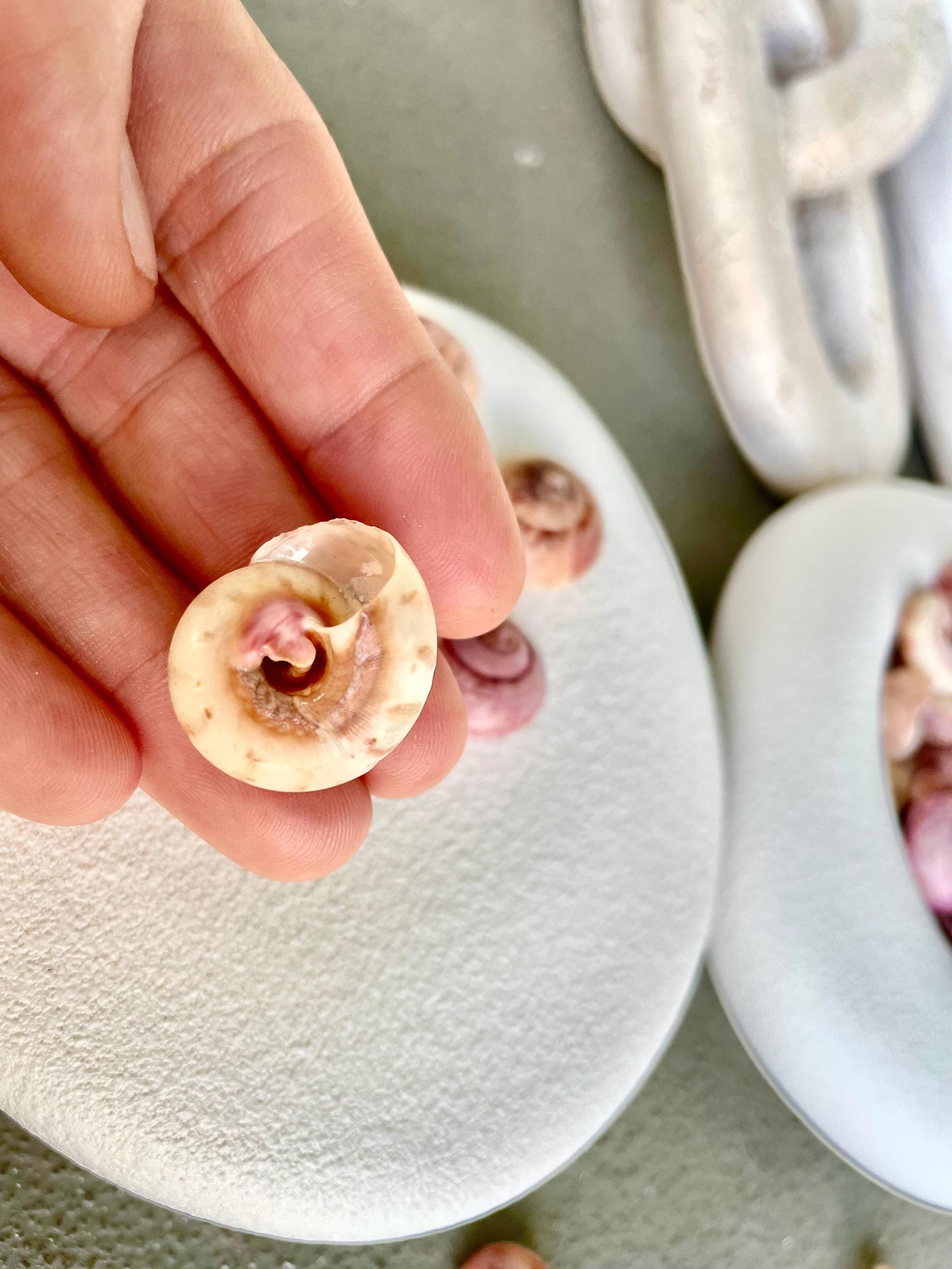 Premium Grade XL 1/2-3/4" Pink Pearl Umbonium Sea Shells Seashells Coastal Beach Home Décor Sailor Valentine Art Crafts Turbo Moon Shells