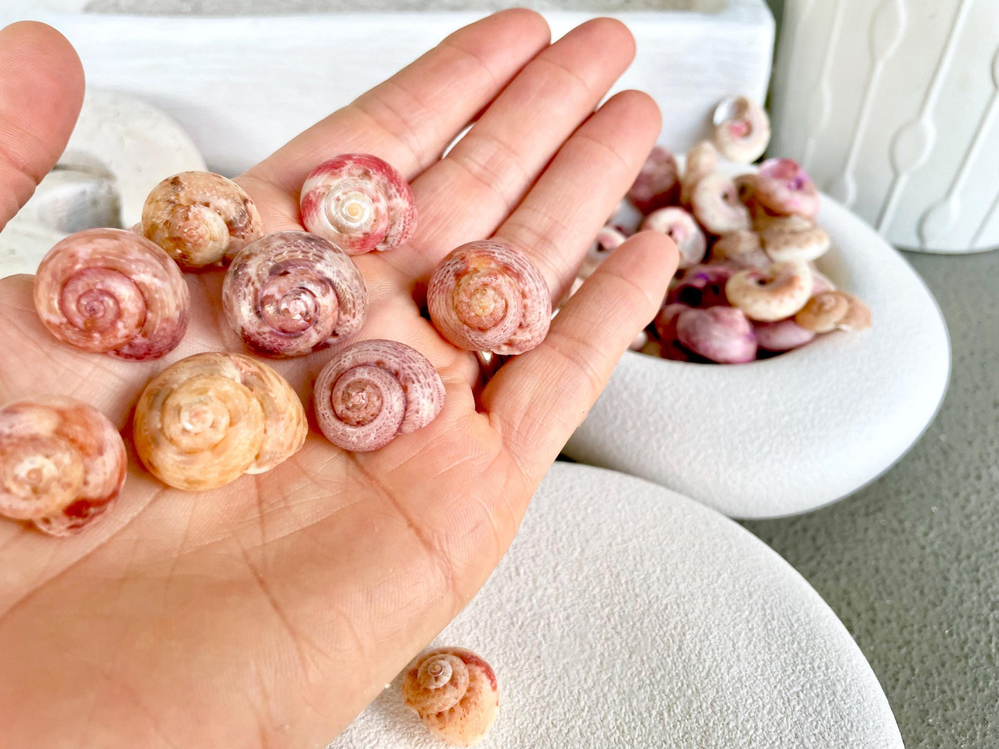 Premium Grade XL 1/2-3/4" Pink Pearl Umbonium Sea Shells Seashells Coastal Beach Home Décor Sailor Valentine Art Crafts Turbo Moon Shells
