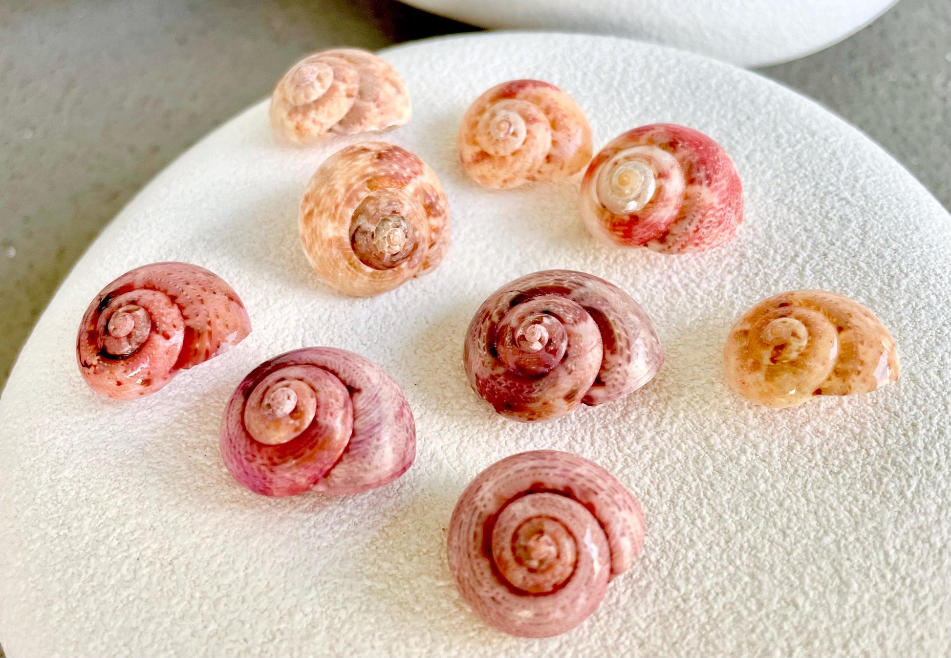 Premium Grade XL 1/2-3/4" Pink Pearl Umbonium Sea Shells Seashells Coastal Beach Home Décor Sailor Valentine Art Crafts Turbo Moon Shells