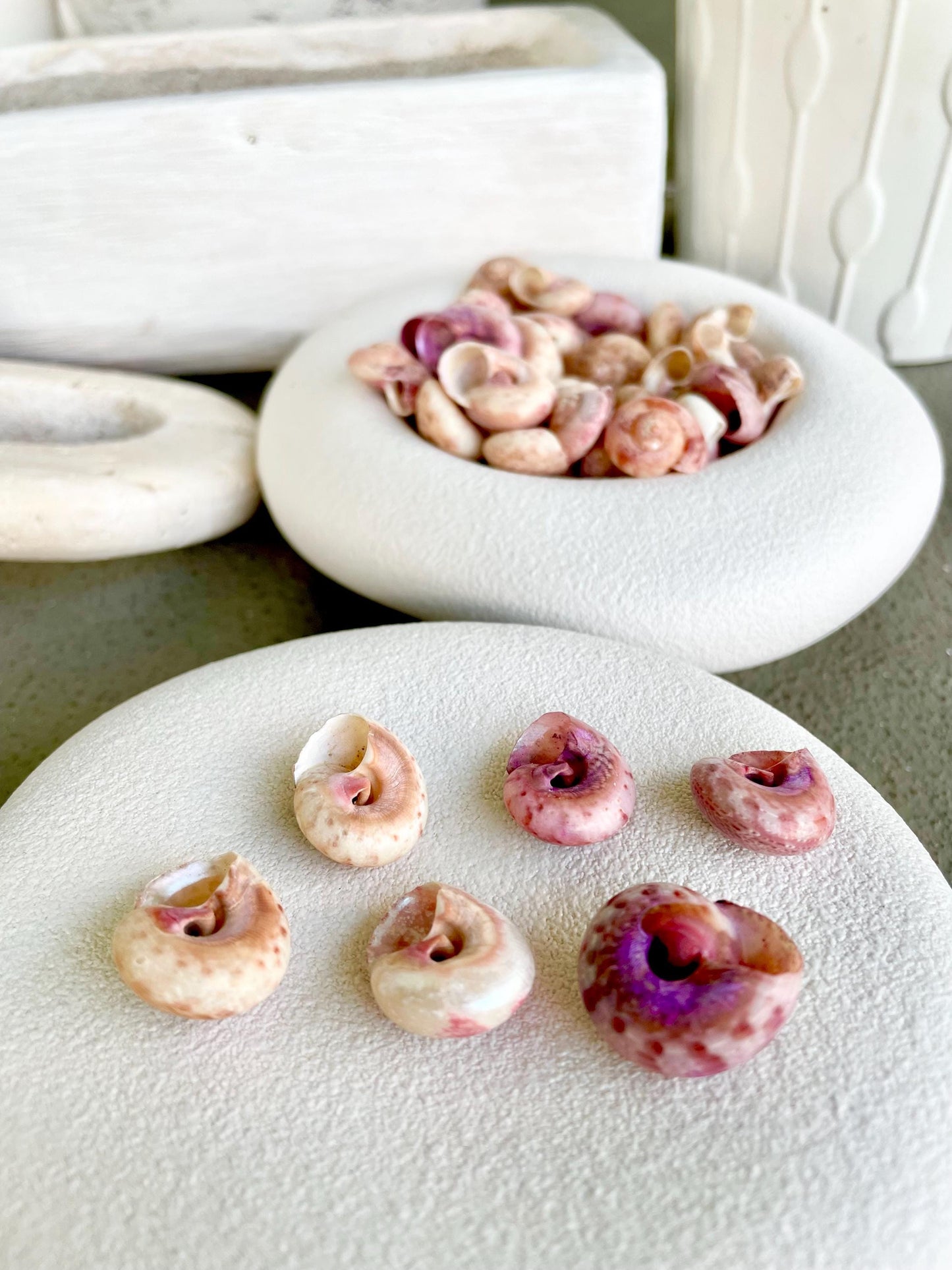 Premium Grade XL 1/2-3/4" Pink Pearl Umbonium Sea Shells Seashells Coastal Beach Home Décor Sailor Valentine Art Crafts Turbo Moon Shells