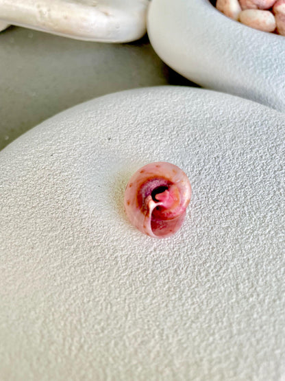 Premium Grade XL 1/2-3/4" Pink Pearl Umbonium Sea Shells Seashells Coastal Beach Home Décor Sailor Valentine Art Crafts Turbo Moon Shells