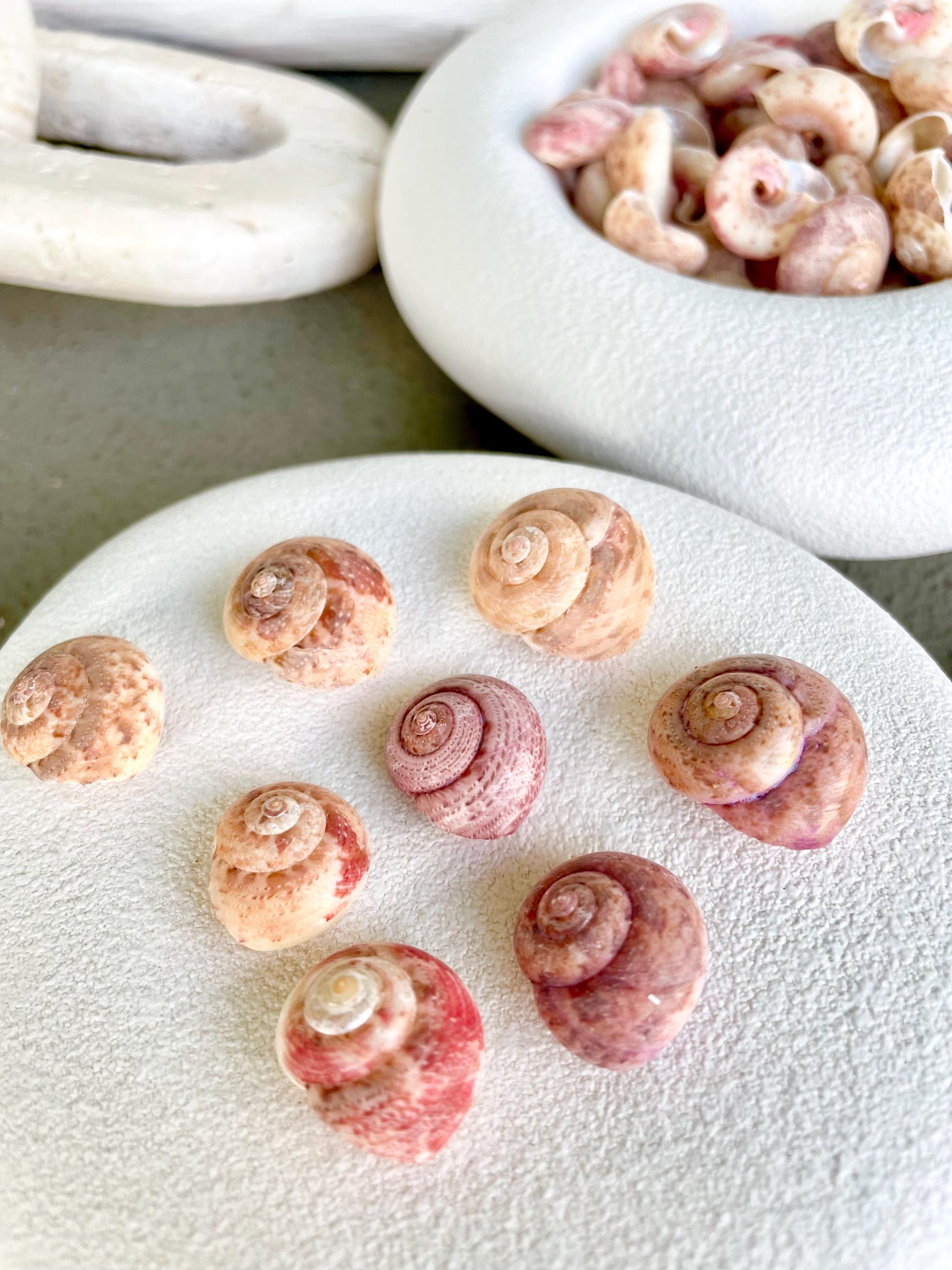 Premium Grade XL 1/2-3/4" Pink Pearl Umbonium Sea Shells Seashells Coastal Beach Home Décor Sailor Valentine Art Crafts Turbo Moon Shells