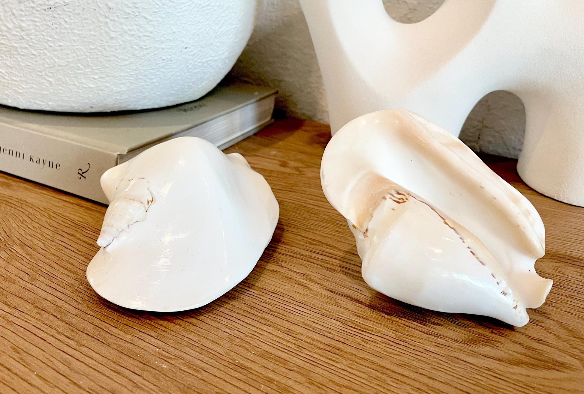 Polished High Gloss White Smooth 4-5" Lambis Seashell Modern Conch Sea shell Beach Nautical Décor Display Collectable Gift