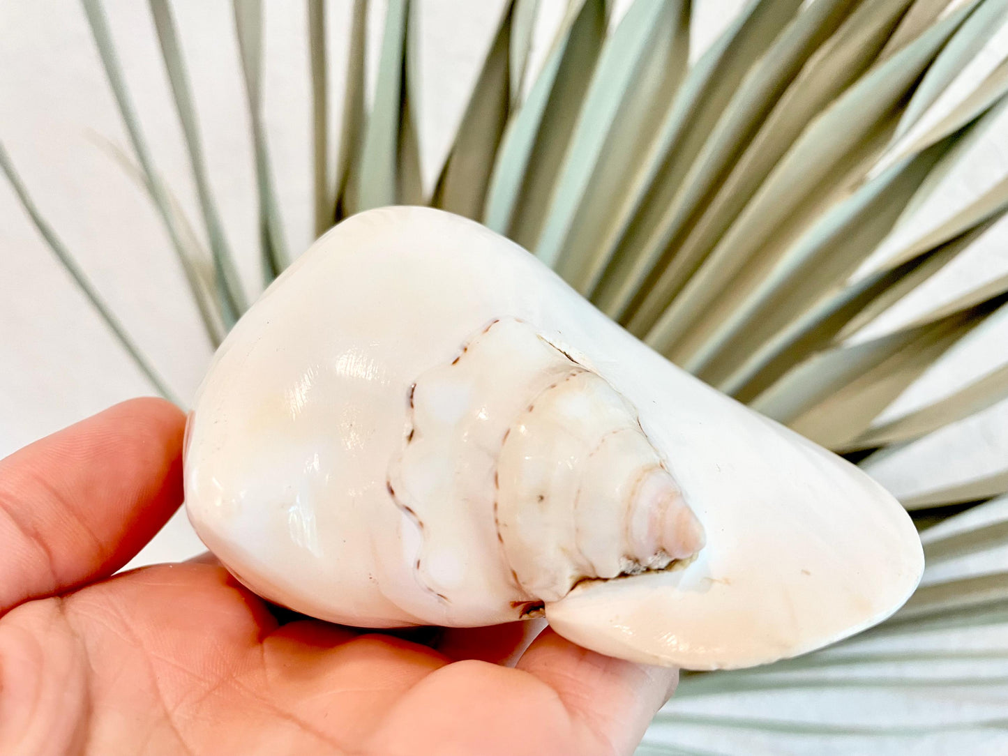 Polished High Gloss White Smooth 4-5" Lambis Seashell Modern Conch Sea shell Beach Nautical Décor Display Collectable Gift