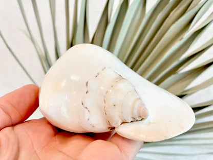 Polished High Gloss White Smooth 4-5" Lambis Seashell Modern Conch Sea shell Beach Nautical Décor Display Collectable Gift