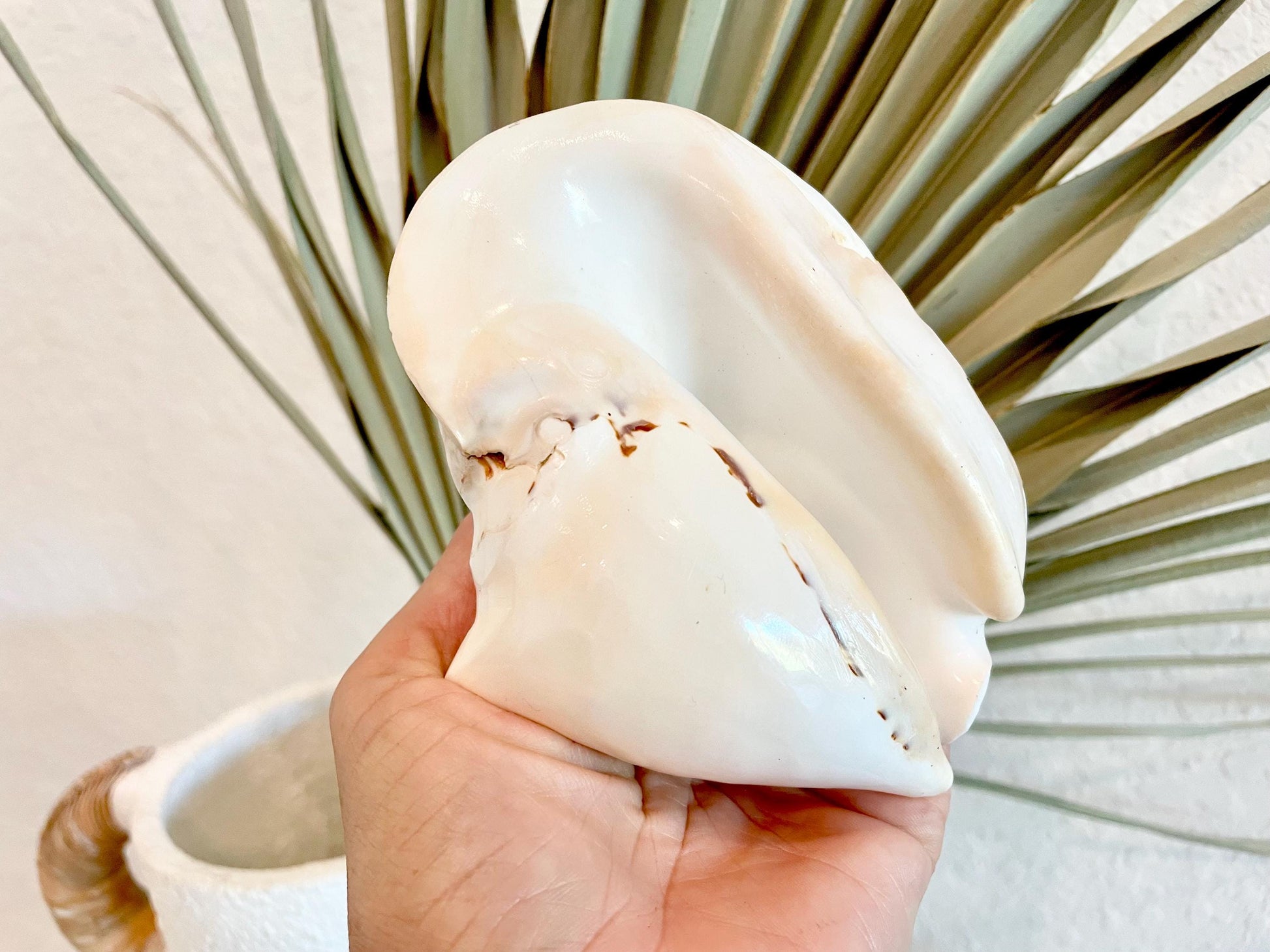 Polished High Gloss White Smooth 4-5" Lambis Seashell Modern Conch Sea shell Beach Nautical Décor Display Collectable Gift