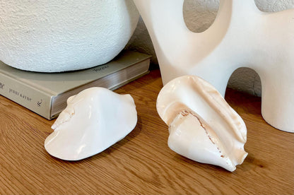 POLISHED WHITE LAMBIS Shells 4-5" High Shine Natural Seashell