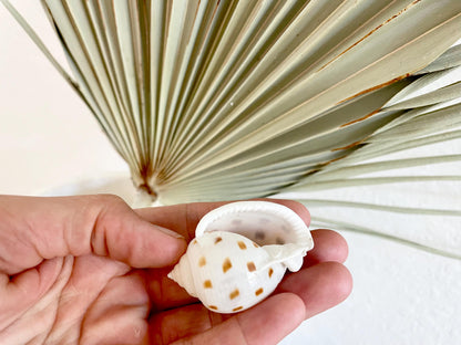 SCOTCH BONNET SHELLS * You Choose Quantity* 1.5-2" Natural Spotted Color White Brown Small Craft Seashells Cassis Pila Coastal Beach Décor