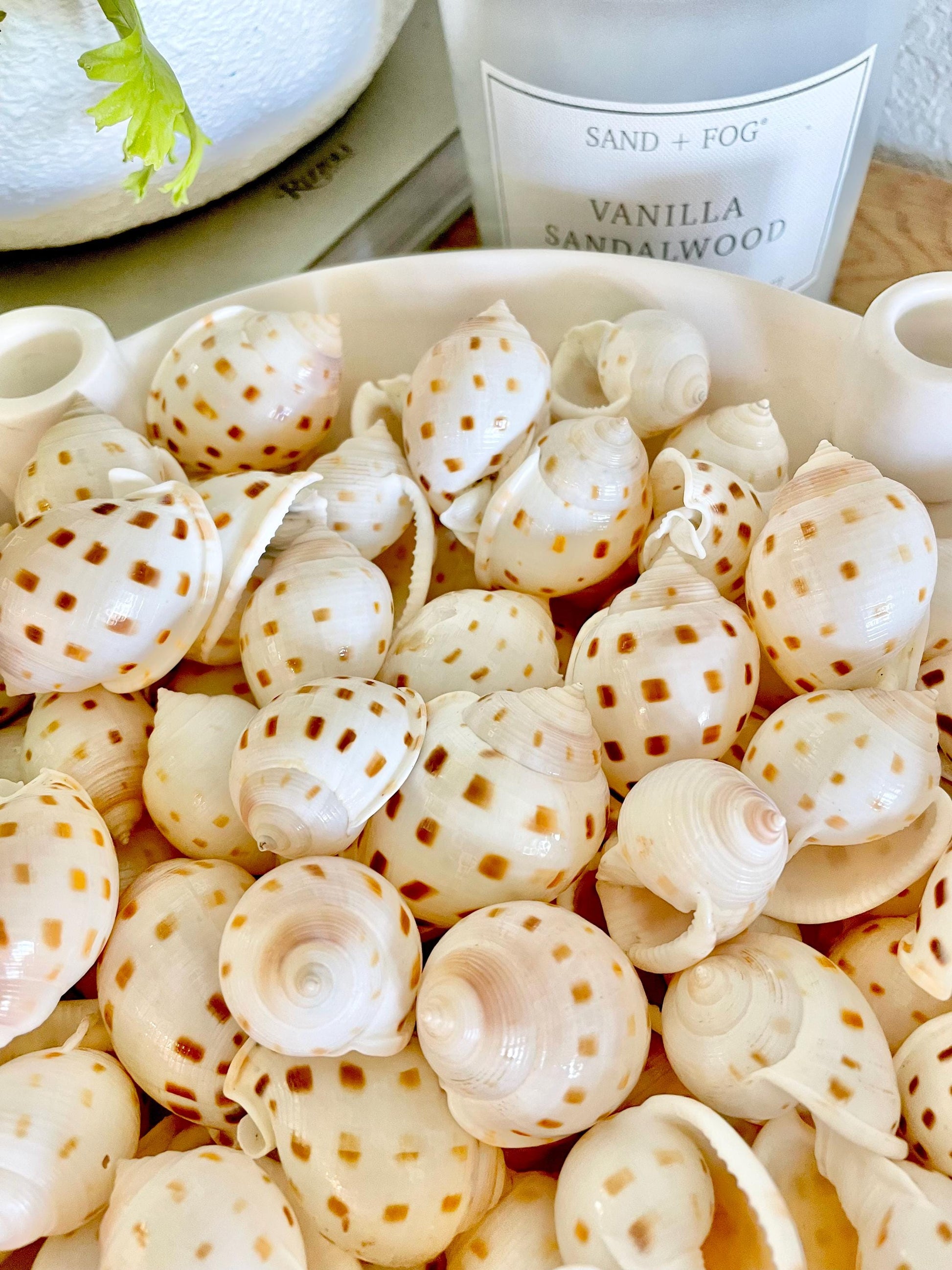 SCOTCH BONNET SHELLS * You Choose Quantity* 1.5-2" Natural Spotted Color White Brown Small Craft Seashells Cassis Pila Coastal Beach Décor