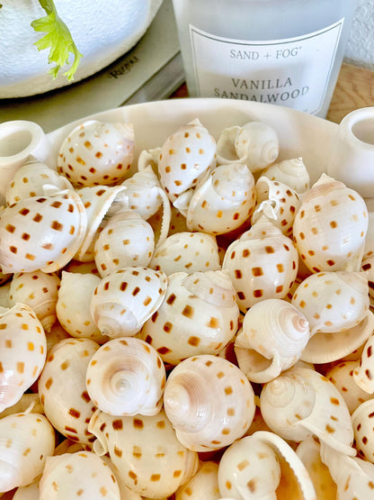 Scotch Bonnet Shells* You Choose Quantity* 1.5-2" White Brown Small Craft Seashells