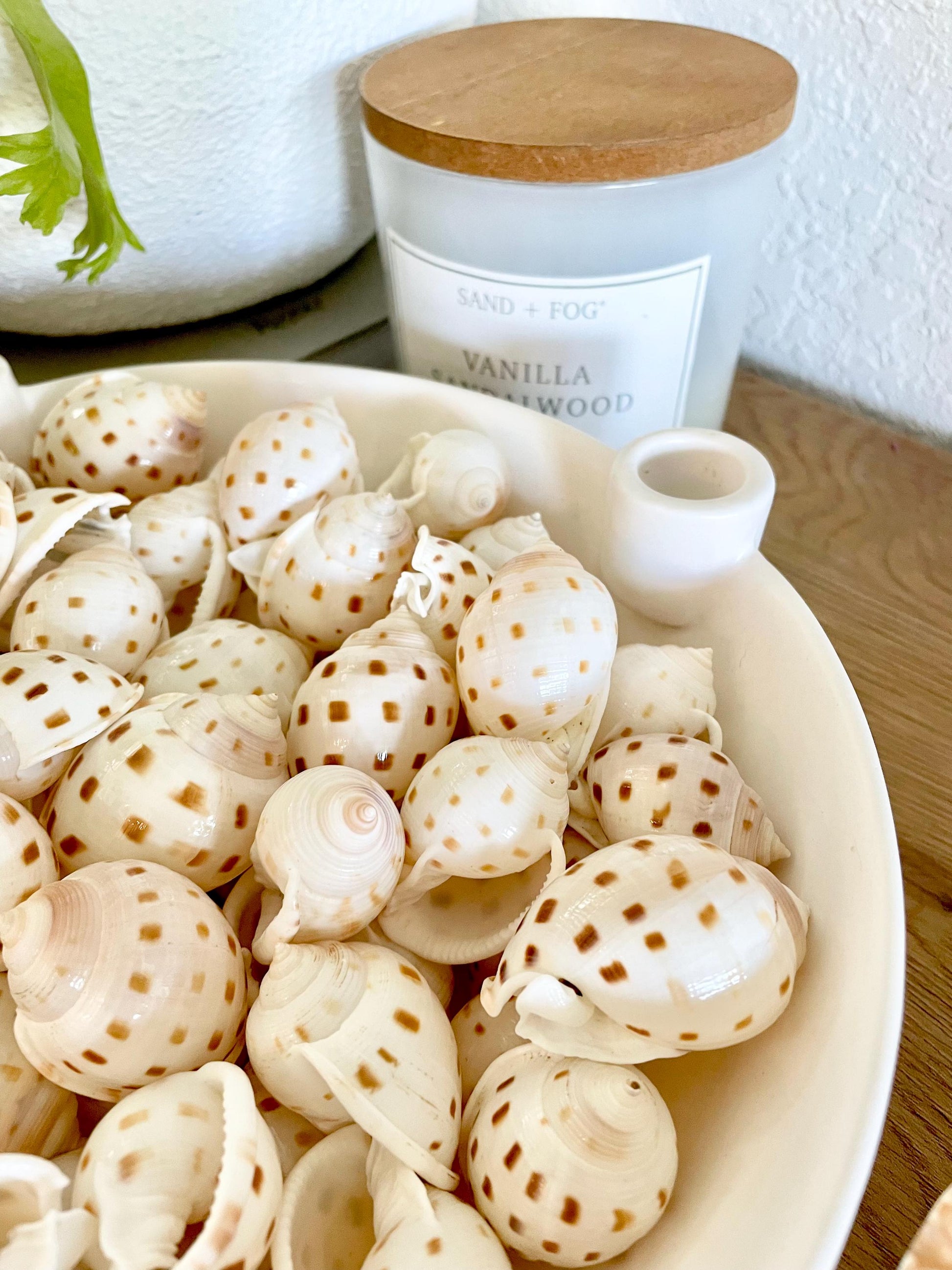 SCOTCH BONNET SHELLS * You Choose Quantity* 1.5-2" Natural Spotted Color White Brown Small Craft Seashells Cassis Pila Coastal Beach Décor