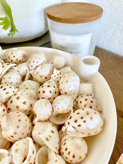 SCOTCH BONNET SHELLS * You Choose Quantity* 1.5-2" Natural Spotted Color White Brown Small Craft Seashells Cassis Pila Coastal Beach Décor