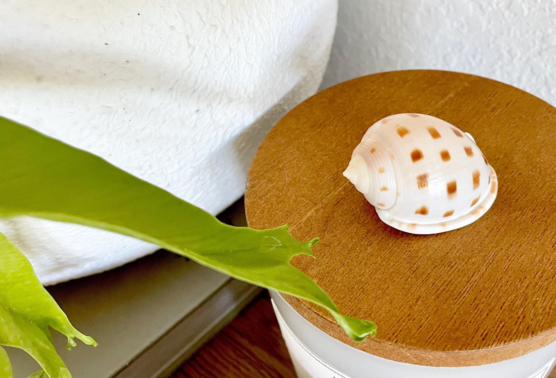 SCOTCH BONNET SHELLS * You Choose Quantity* 1.5-2" Natural Spotted Color White Brown Small Craft Seashells Cassis Pila Coastal Beach Décor