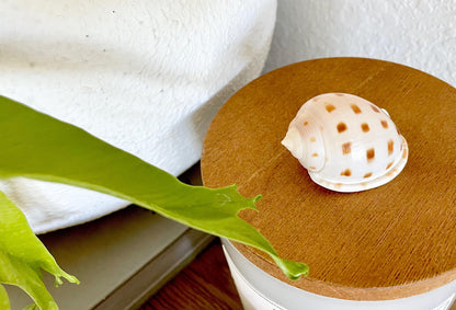 SCOTCH BONNET SHELLS * You Choose Quantity* 1.5-2" Natural Spotted Color White Brown Small Craft Seashells Cassis Pila Coastal Beach Décor