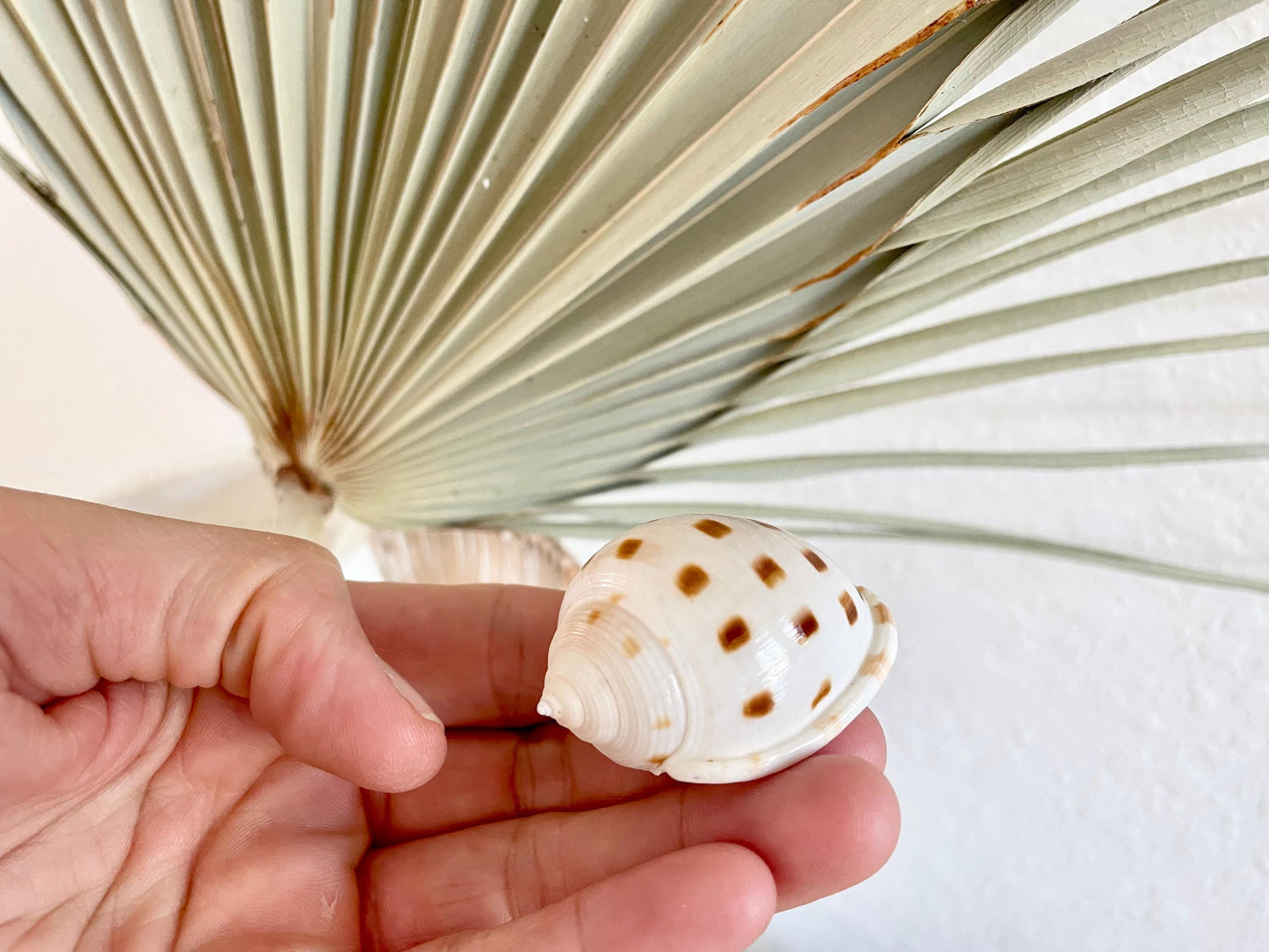 SCOTCH BONNET SHELLS * You Choose Quantity* 1.5-2" Natural Spotted Color White Brown Small Craft Seashells Cassis Pila Coastal Beach Décor