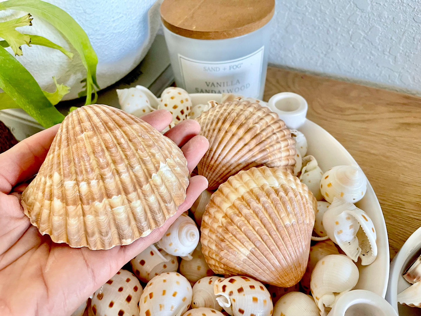 Mexican Scallop Shells: 3-3.5" Yellow Brown Beach Craft Candle Seashells