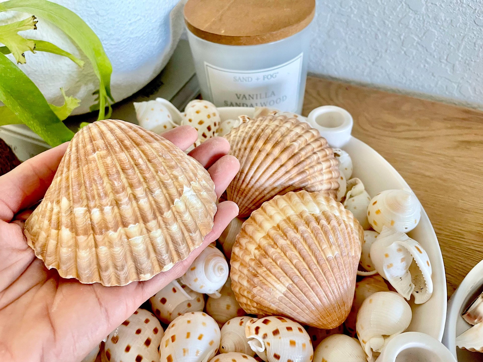Mexican Scallop Shells: 3-3.5" Yellow Brown Beach Craft Candle Seashells