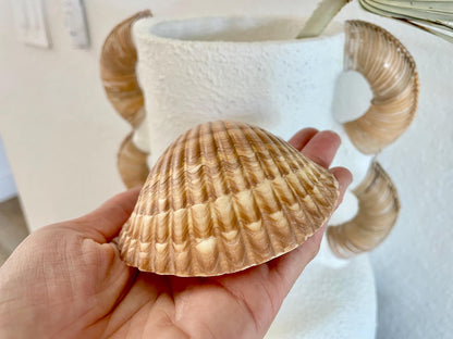 DEEP BAKING CUPS Scallop Shells Mexican 3-3.5" Natural Yellow Brown Medium Sized Craft Shells Beach Coastal Home Décor Candle Making