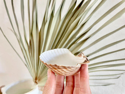 Mexican Scallop Shells: 3-3.5" Yellow Brown Beach Craft Candle Seashells